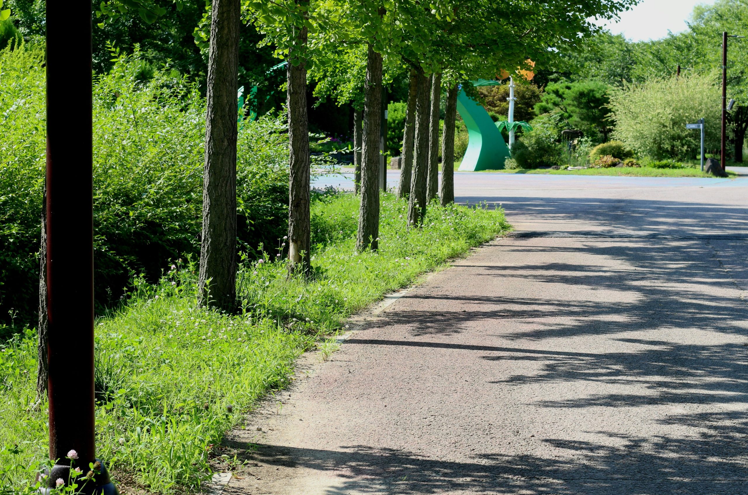 Sunny paved path lined with trees and green grass.