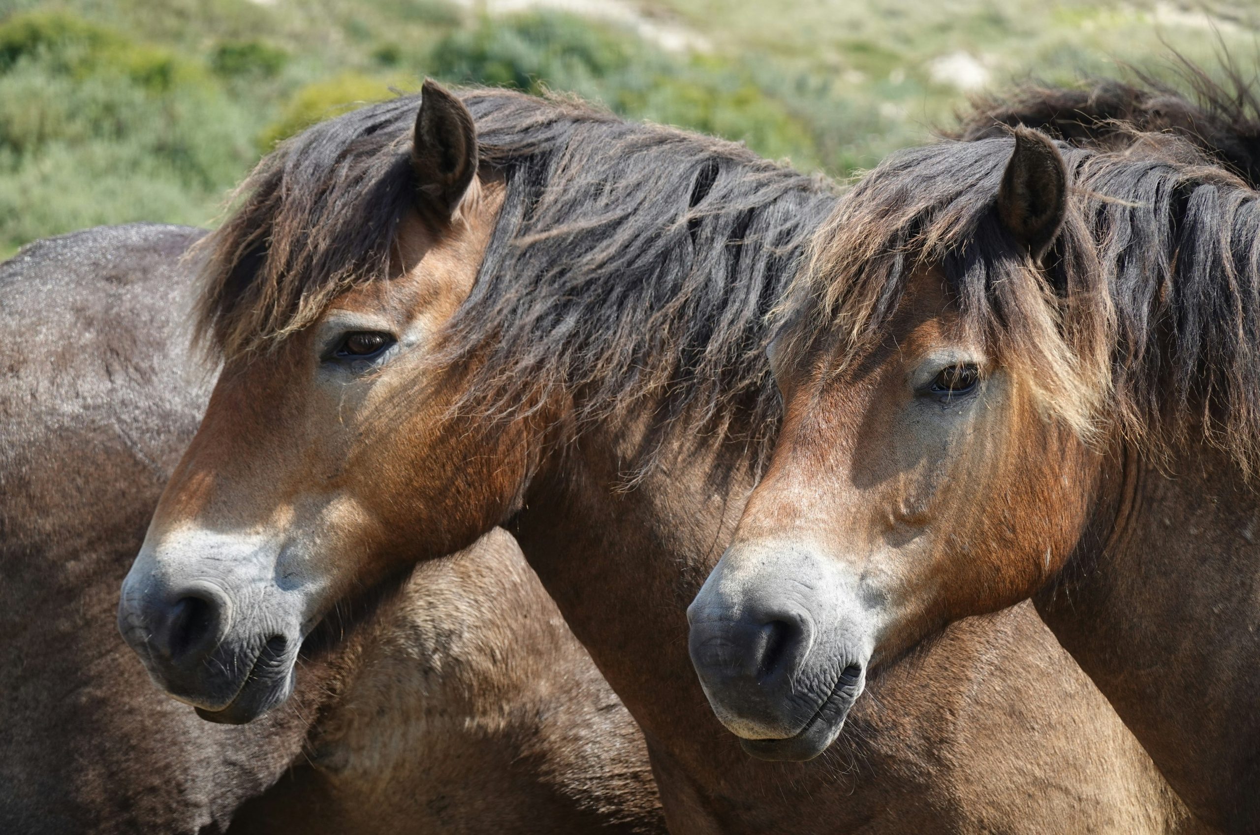 Two brown horses standing close together in a field.