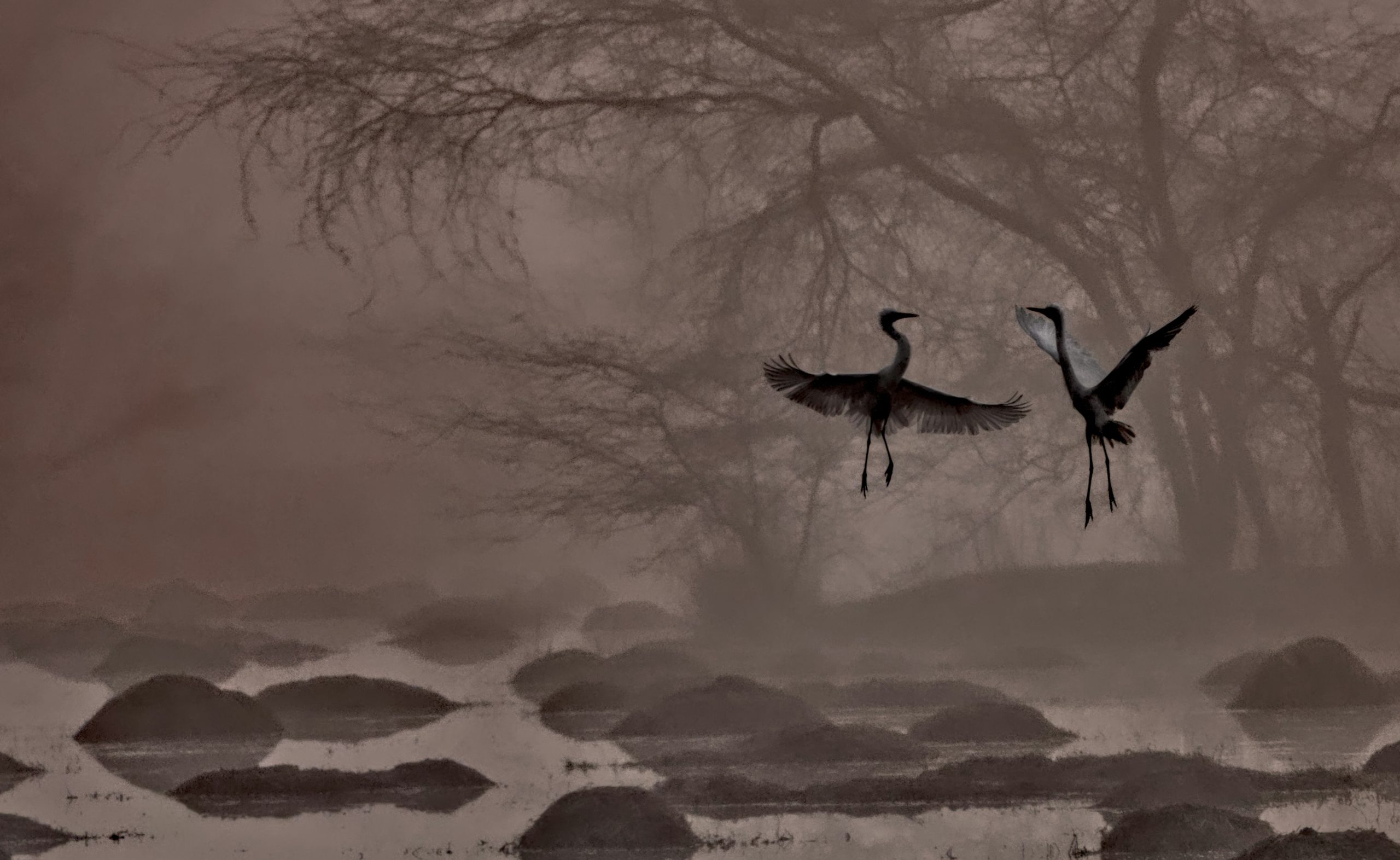 Two cranes taking flight over misty water with bare trees.