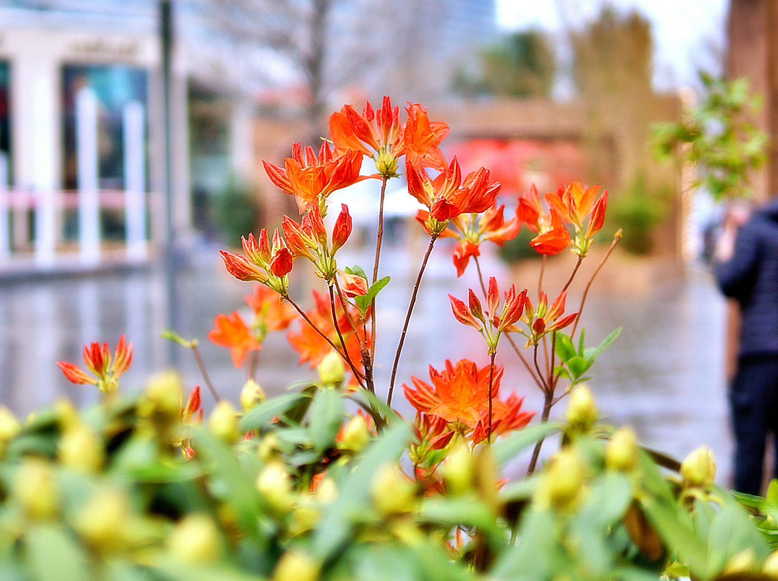 Vibrant orange flowers bloom in an urban setting.