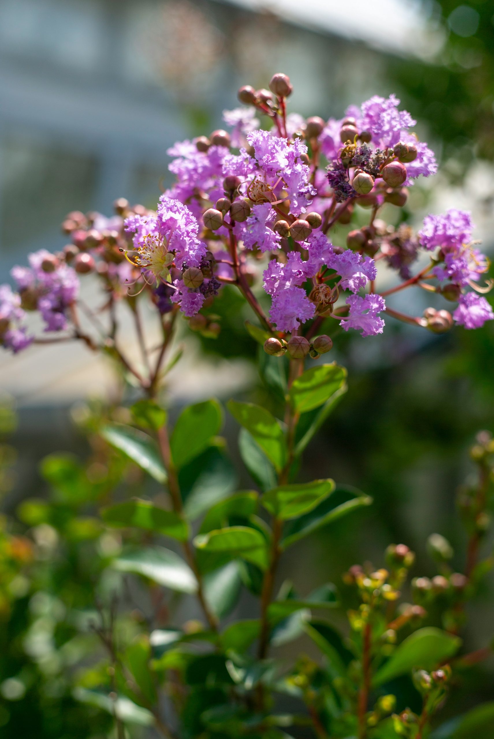 Vibrant purple flowers with green leaves in bright sunlight.