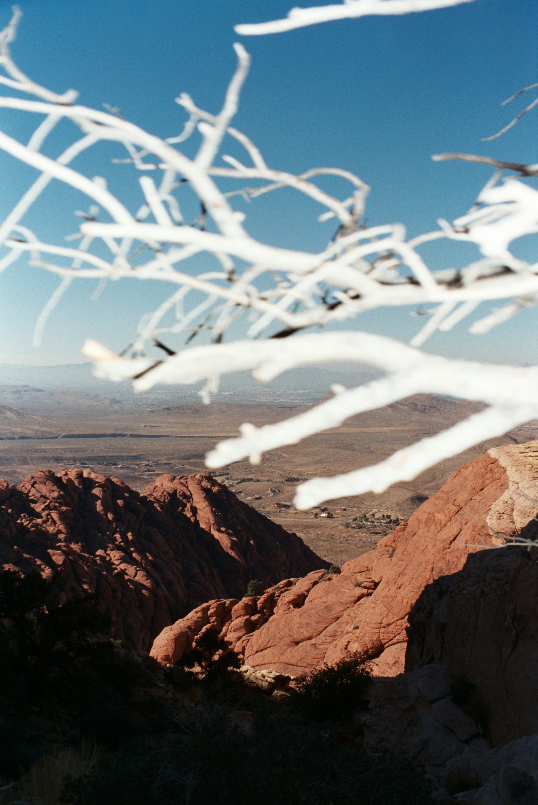 White branches frame red rock mountains and a desert valley.