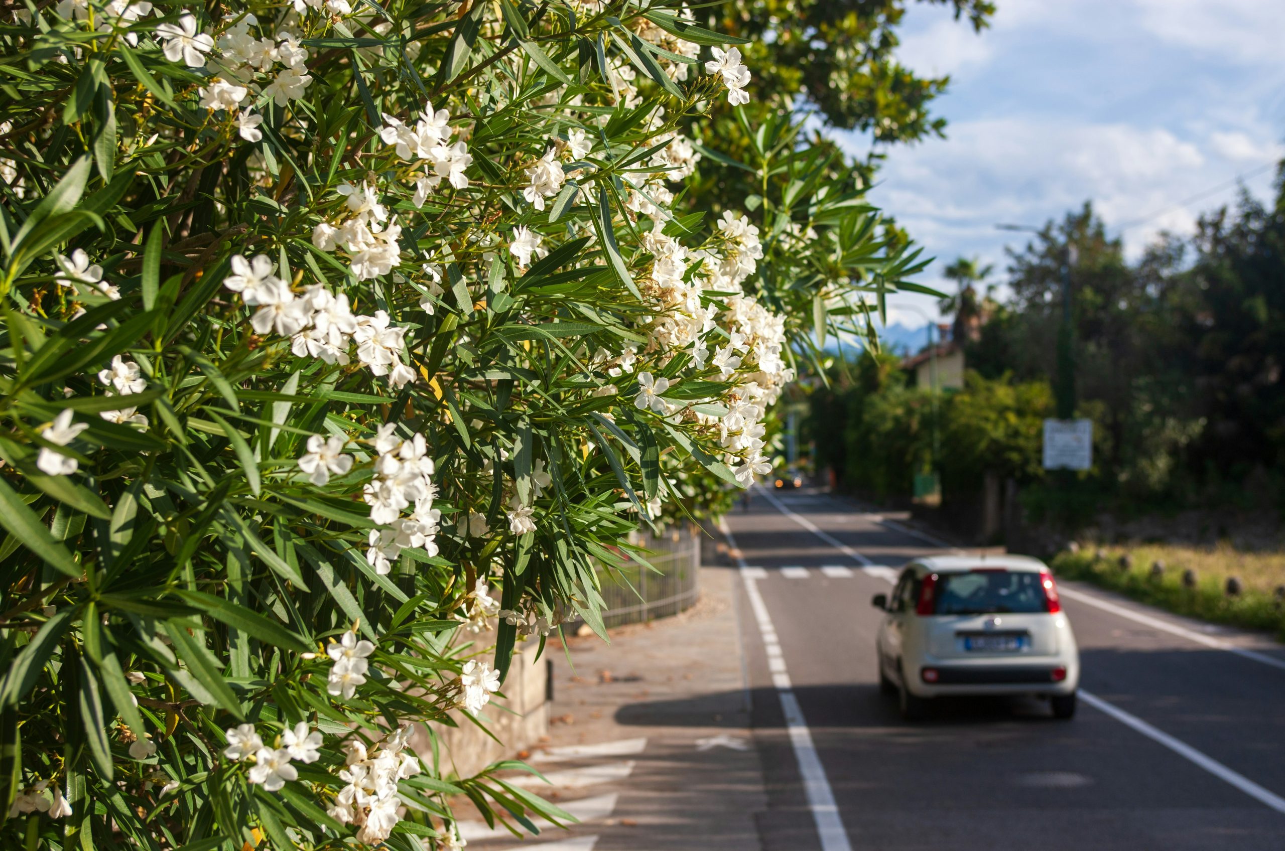 White flowering bushes line a road with a white car.