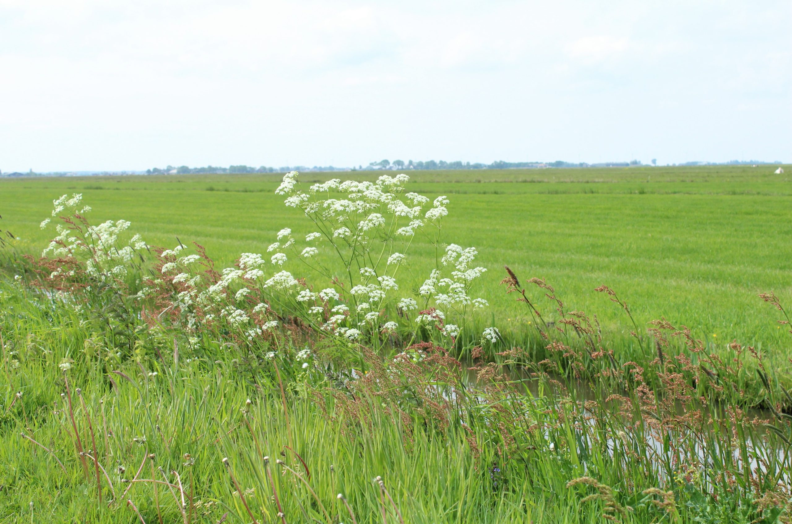 White wildflowers grow alongside a ditch in a green meadow.