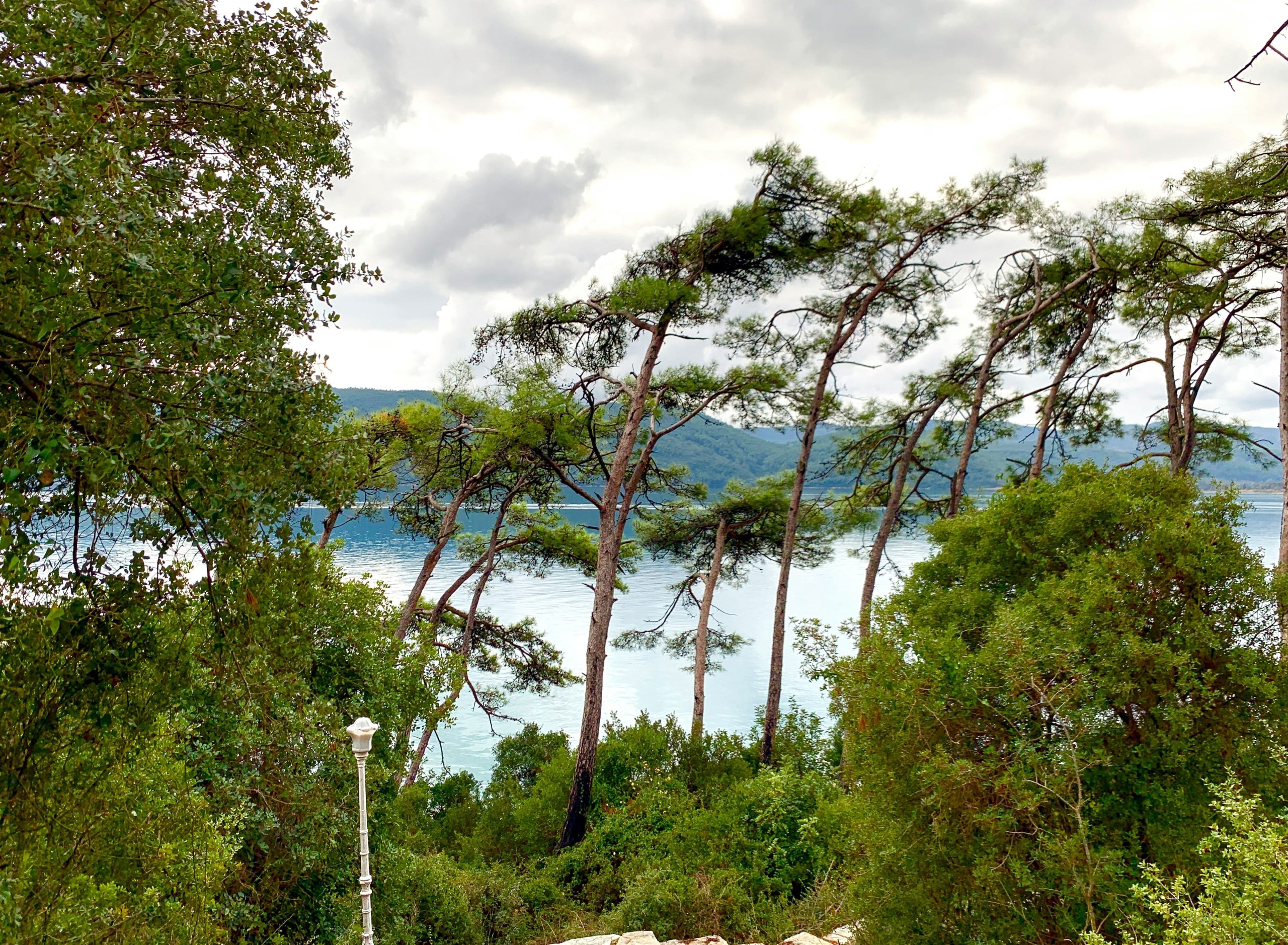 Wind-swept pine trees frame a serene bay under cloudy sky.