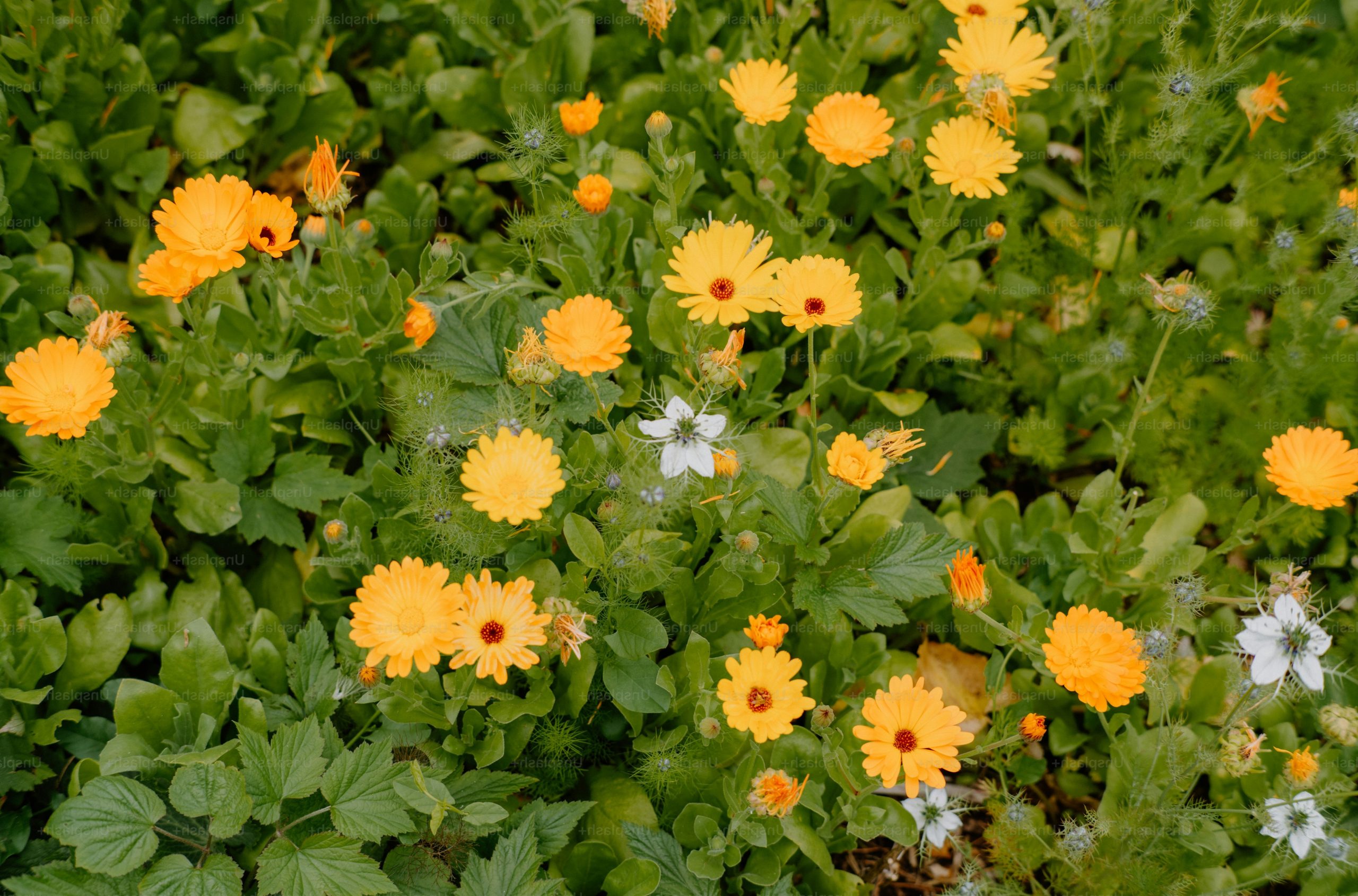 Yellow and white flowers among green foliage