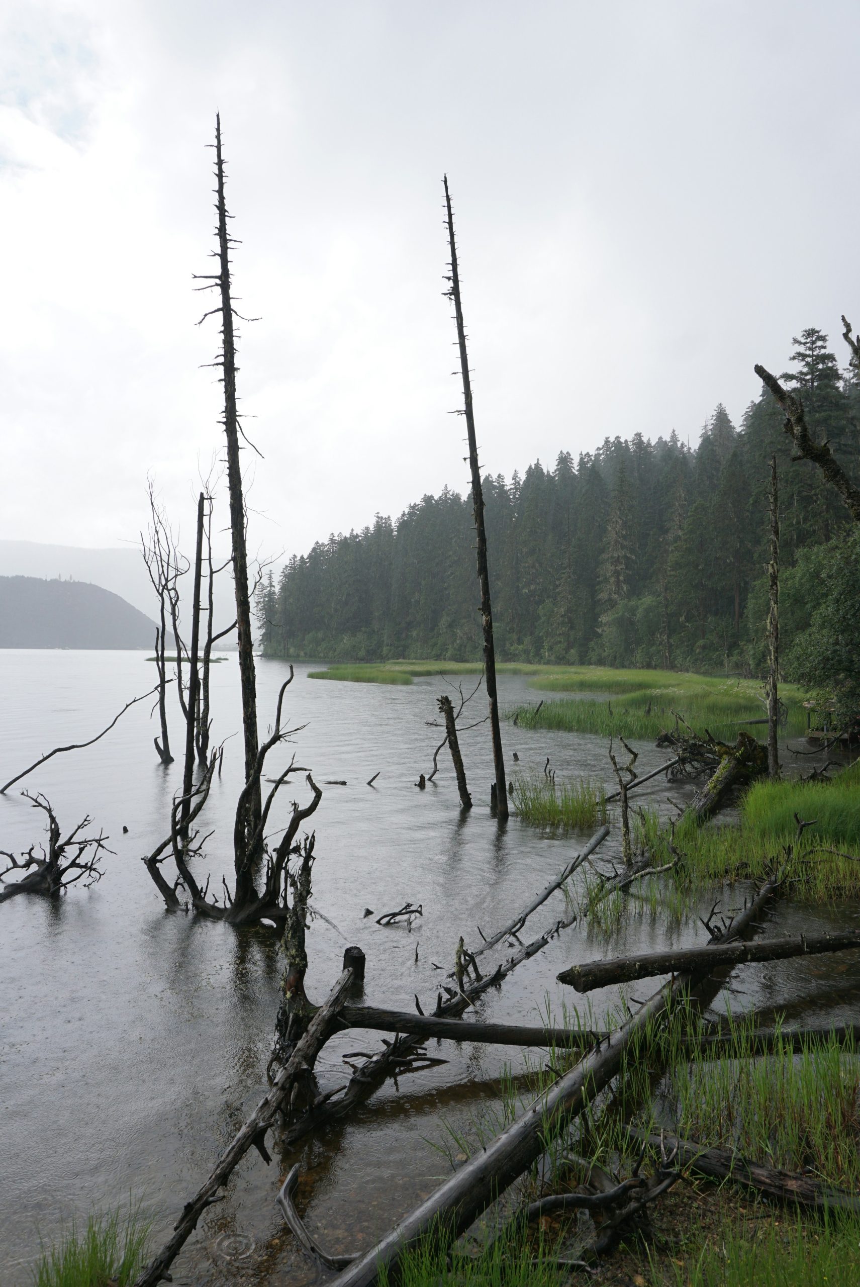 Dead trees stand in a lake with a forest background.
