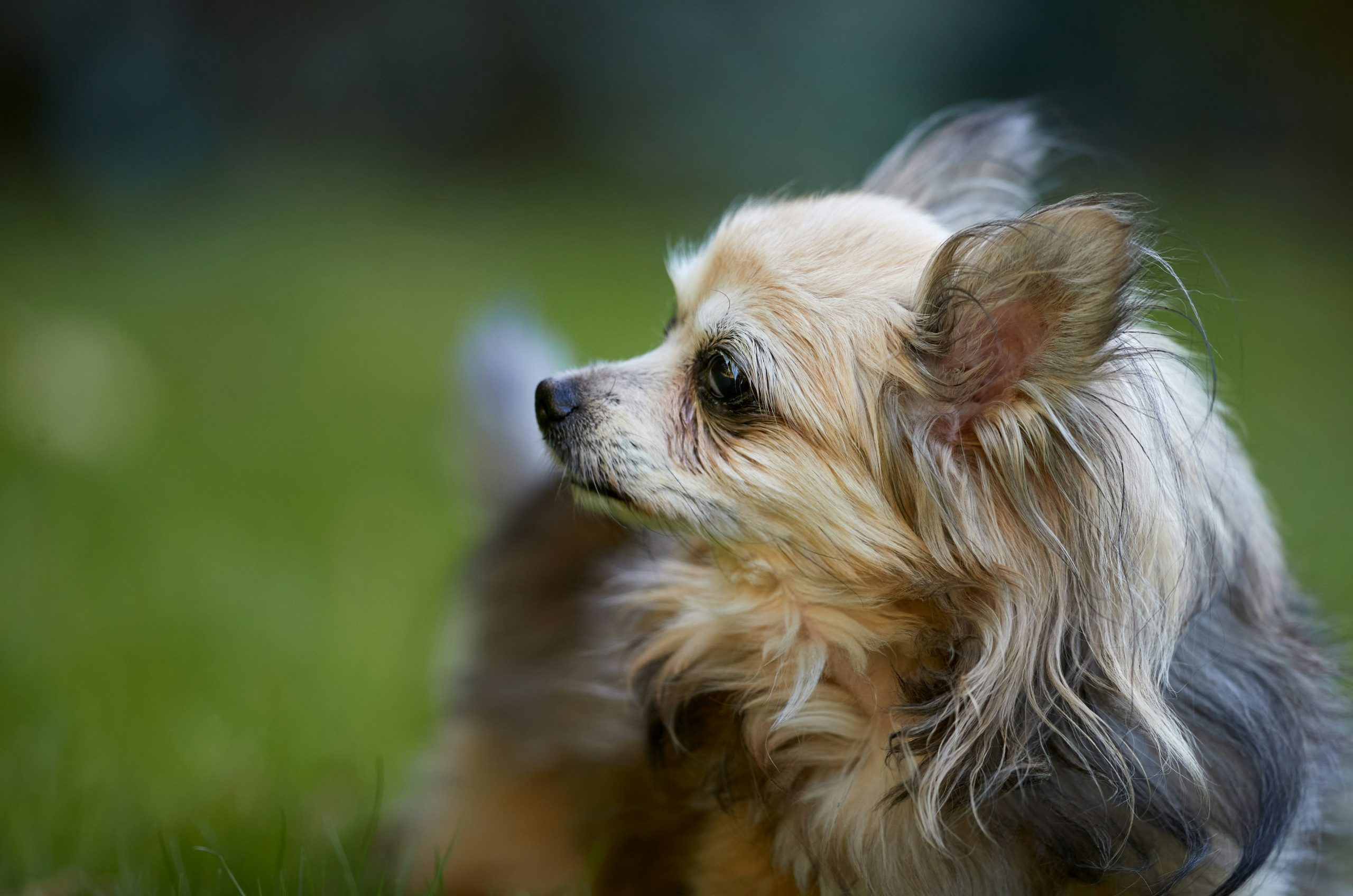 A long-haired chihuahua dog looking right on green grass.