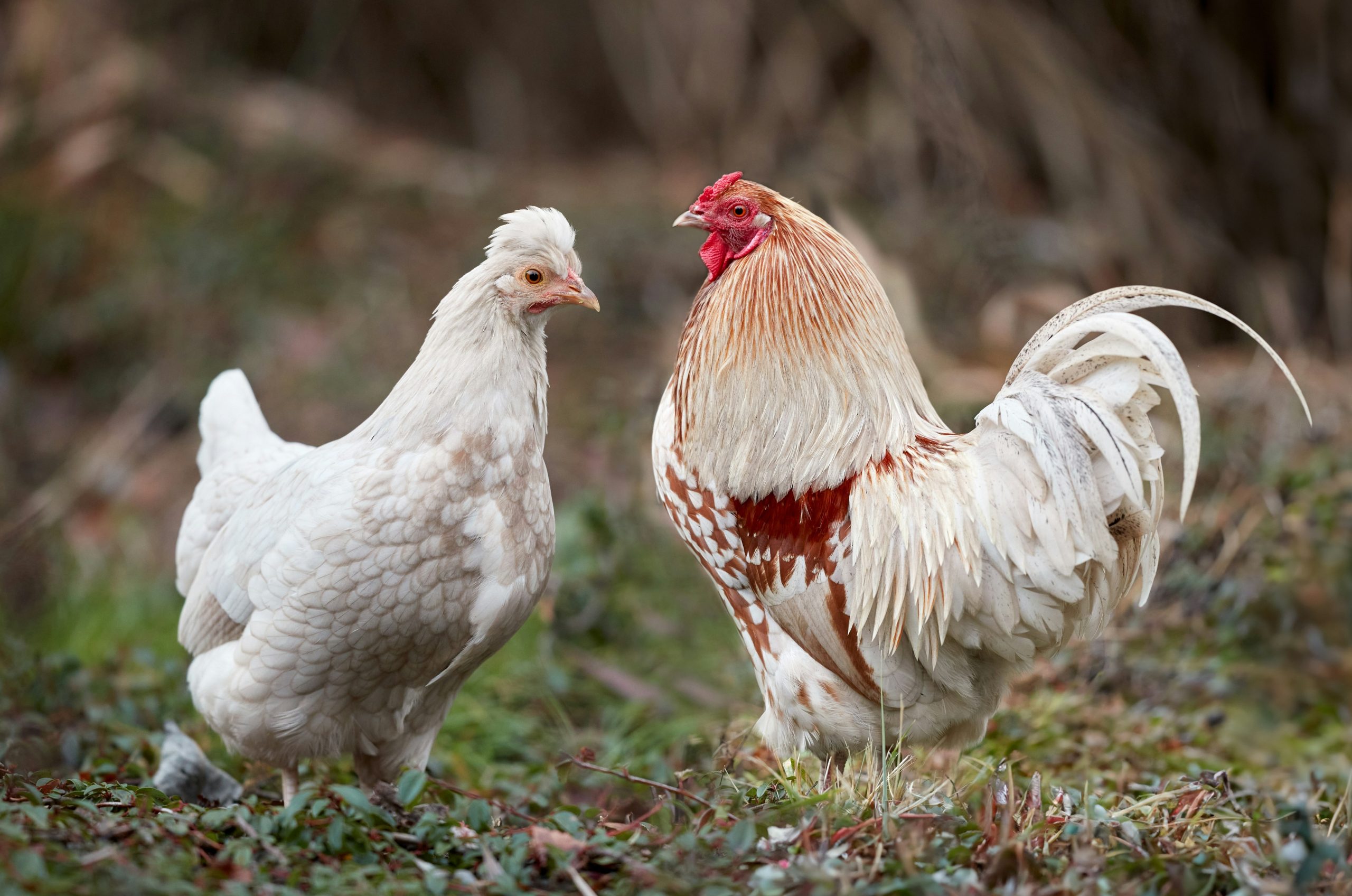 A rooster and a white crested hen standing on grass.