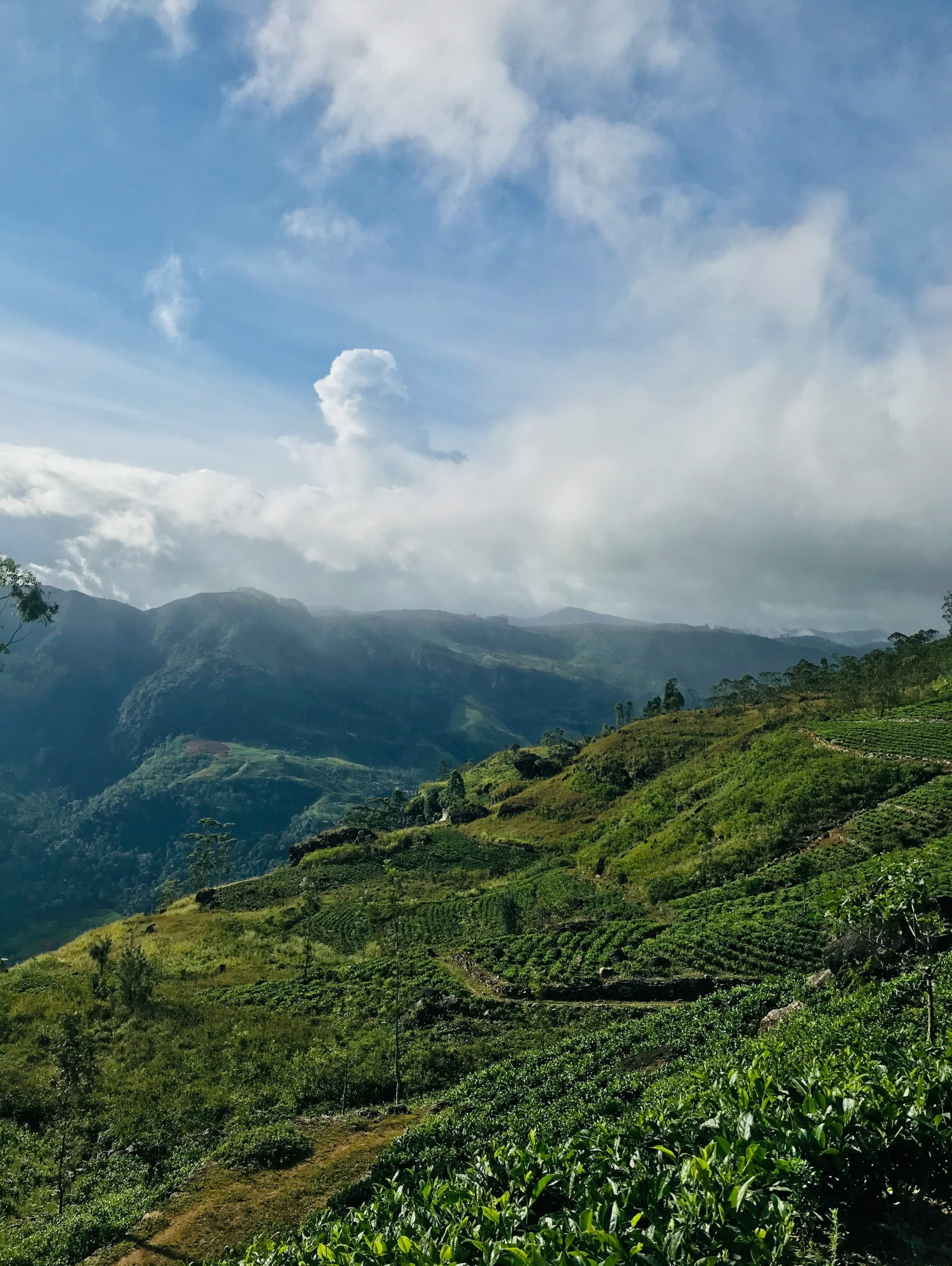 Green tea plantations on rolling hills under a cloudy sky.