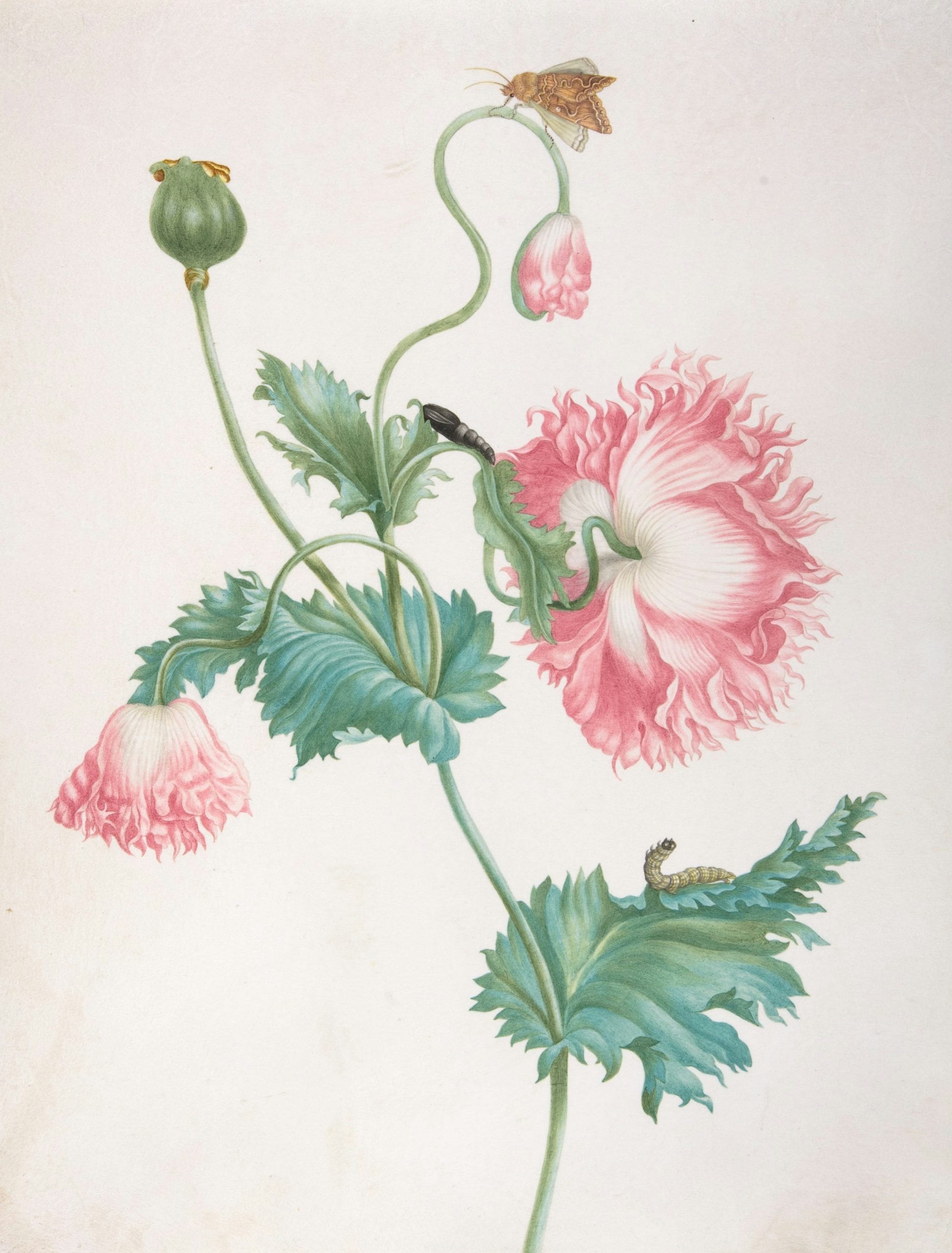 Pink poppy botanical illustration with a caterpillar and insect.