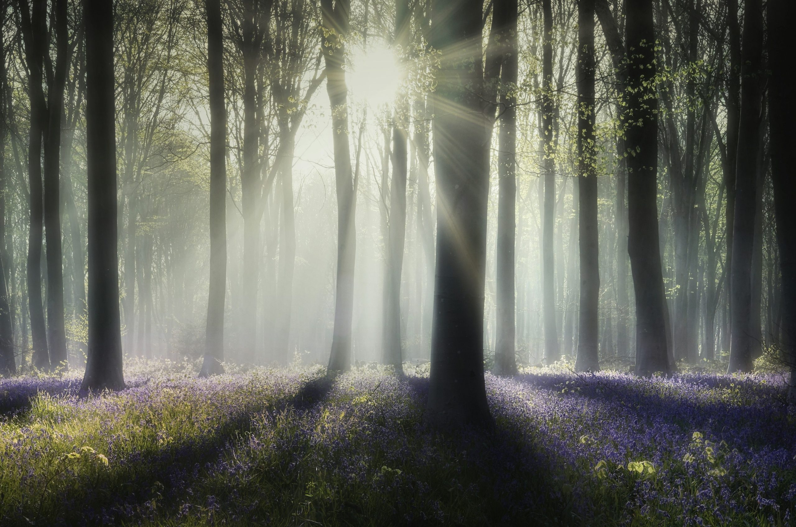 Sunbeams pierce through a misty forest with purple flowers.