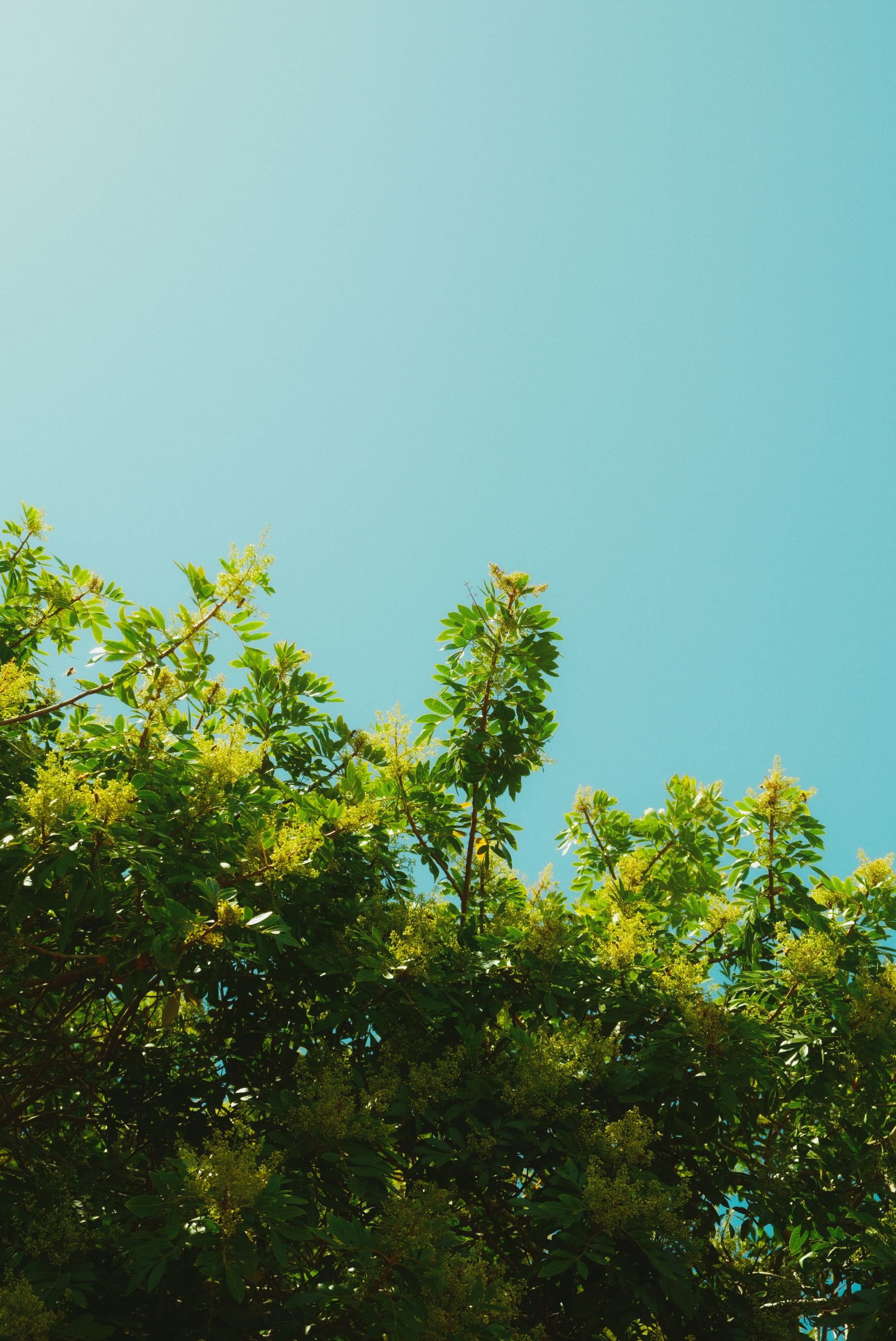 Green tree leaves against a clear blue sky.