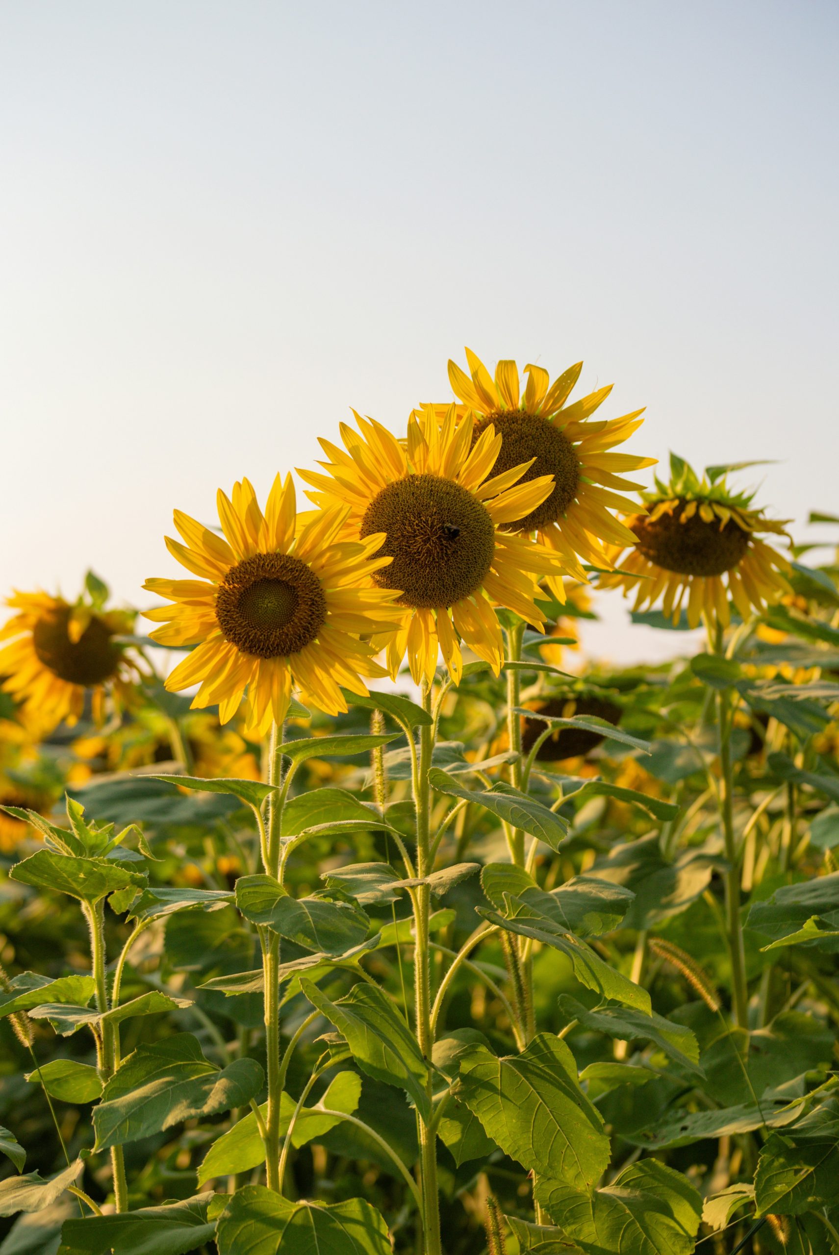 A field of vibrant sunflowers under a clear sky.