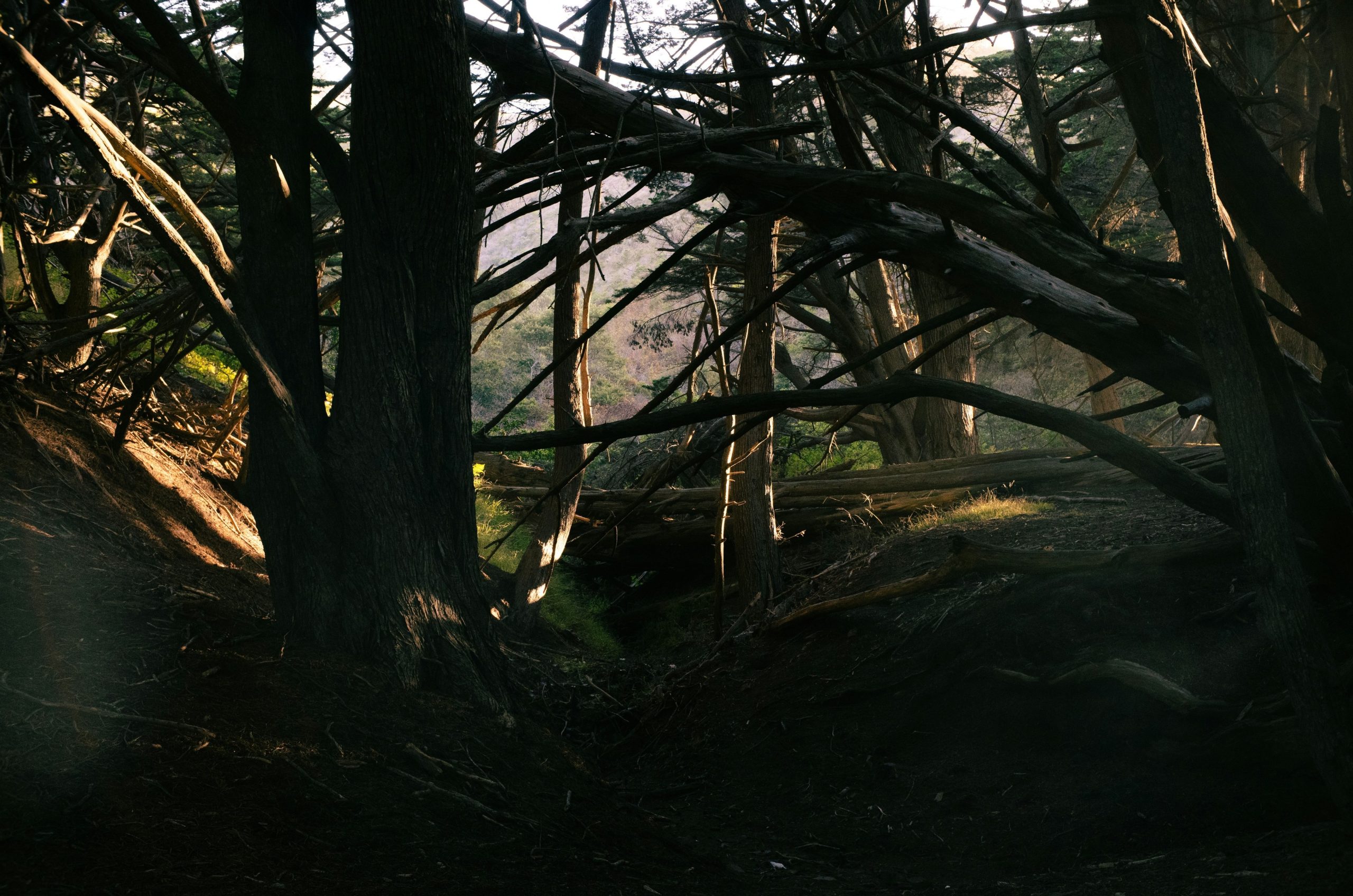 Dark, dense forest with intertwined branches and filtering sunlight.