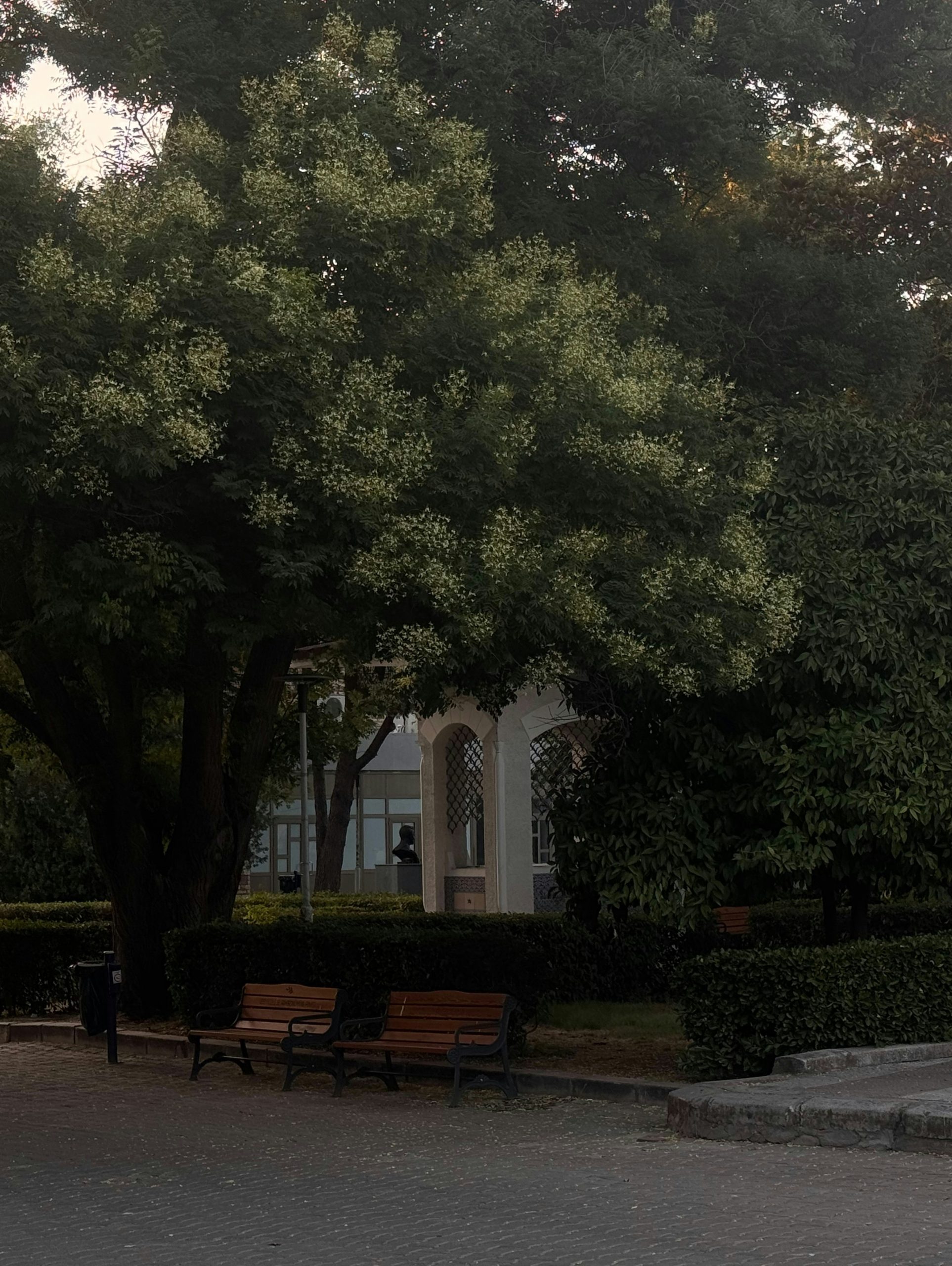 Two wooden benches under large trees in a park.