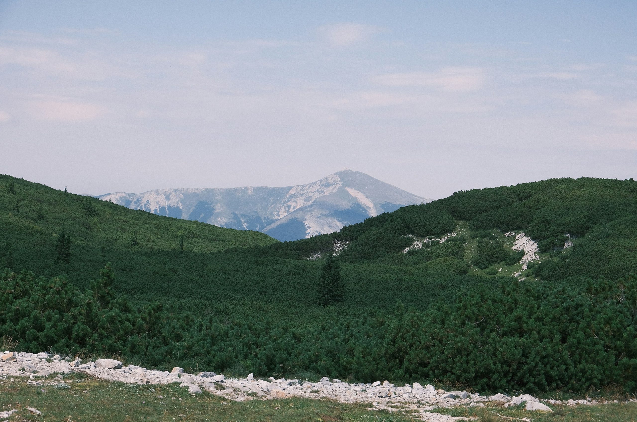 A distant mountain peak rising above rolling green hills covered in dense pine trees.
