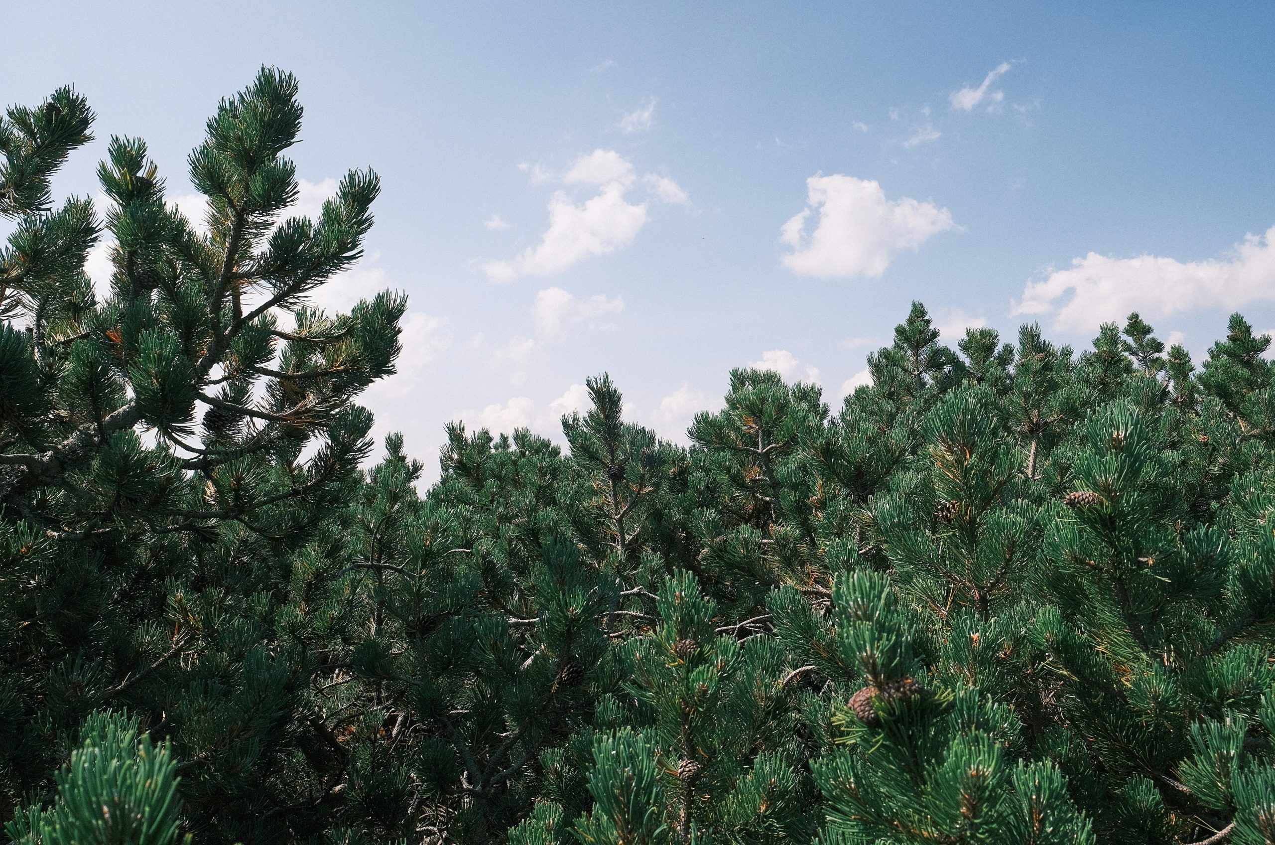 Dense green pine tree branches against a bright blue sky with scattered clouds.