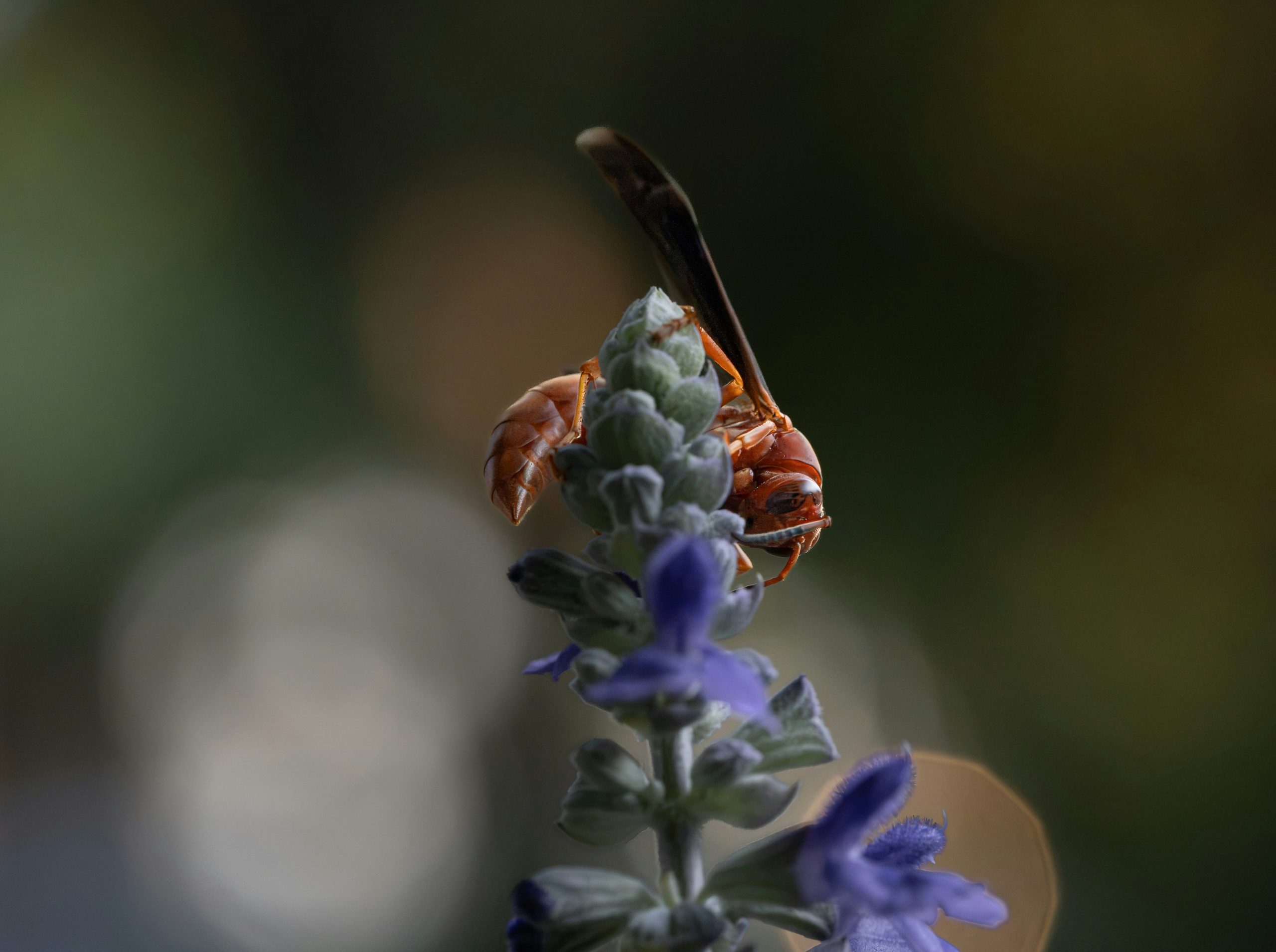 A wasp on a purple flower.