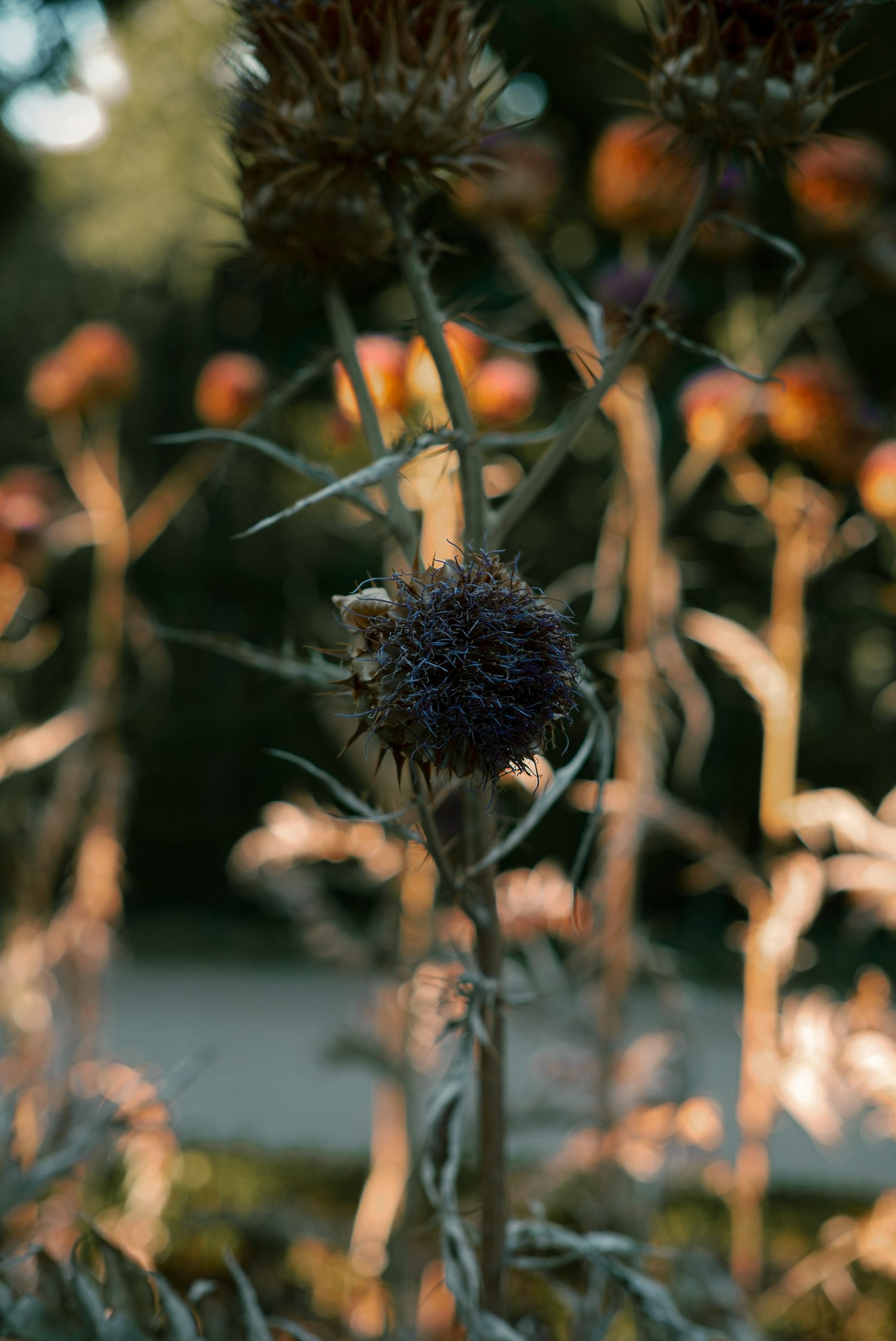 A purple thistle flower head in a garden with warm golden light.