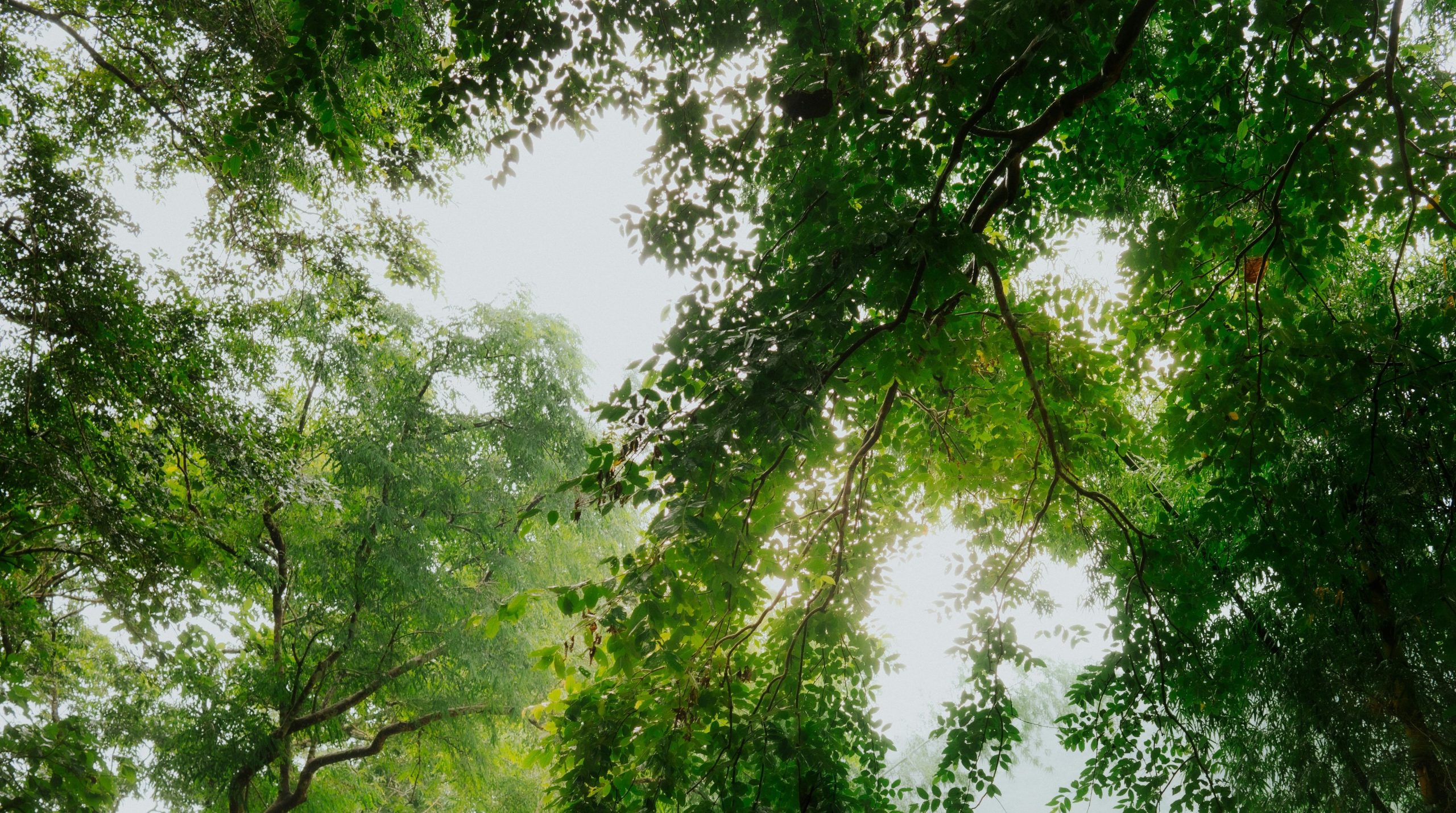 Looking up through lush green tree canopies towards the sky.