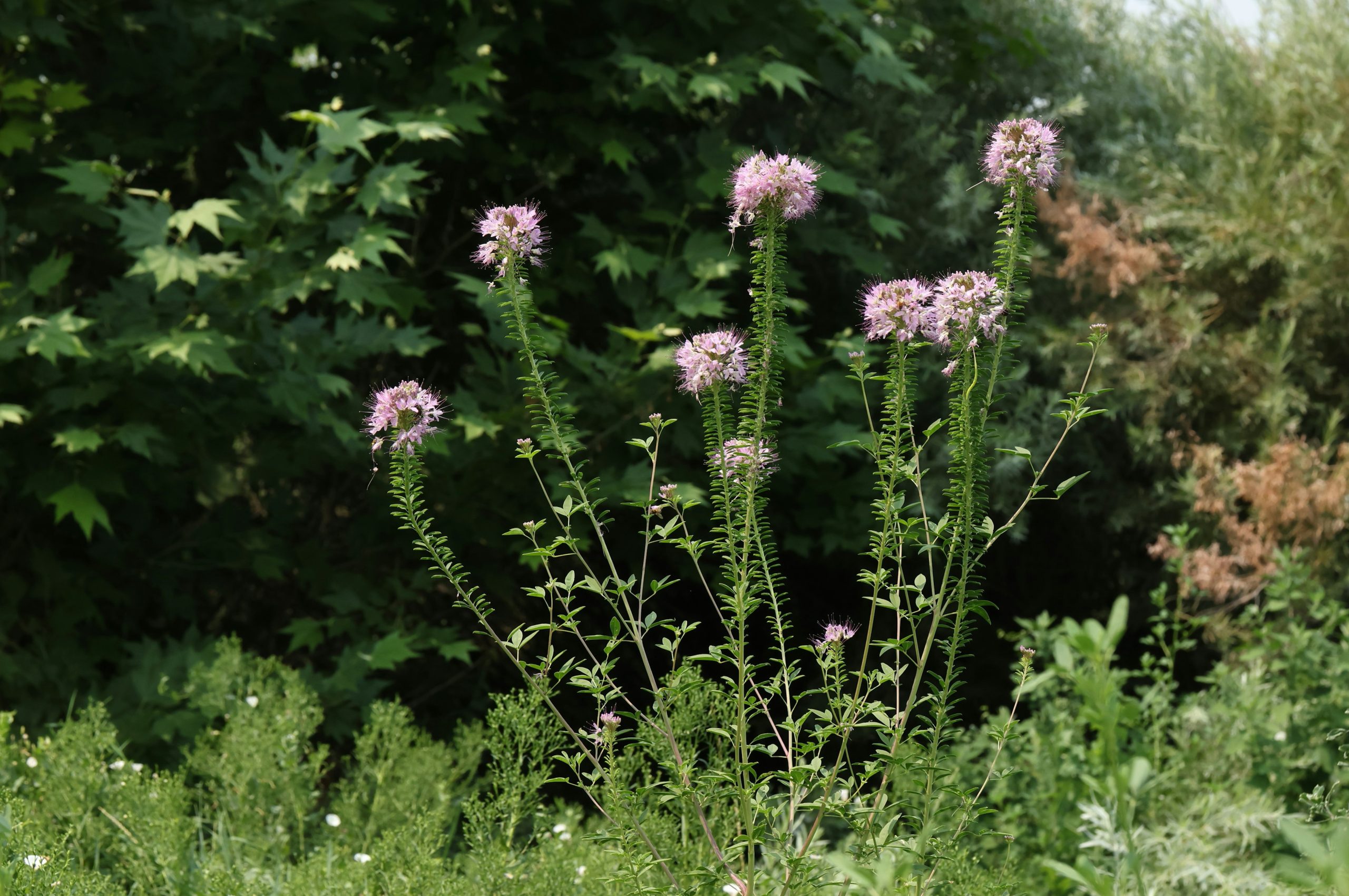 Tall pink flowers growing in a green garden with trees.