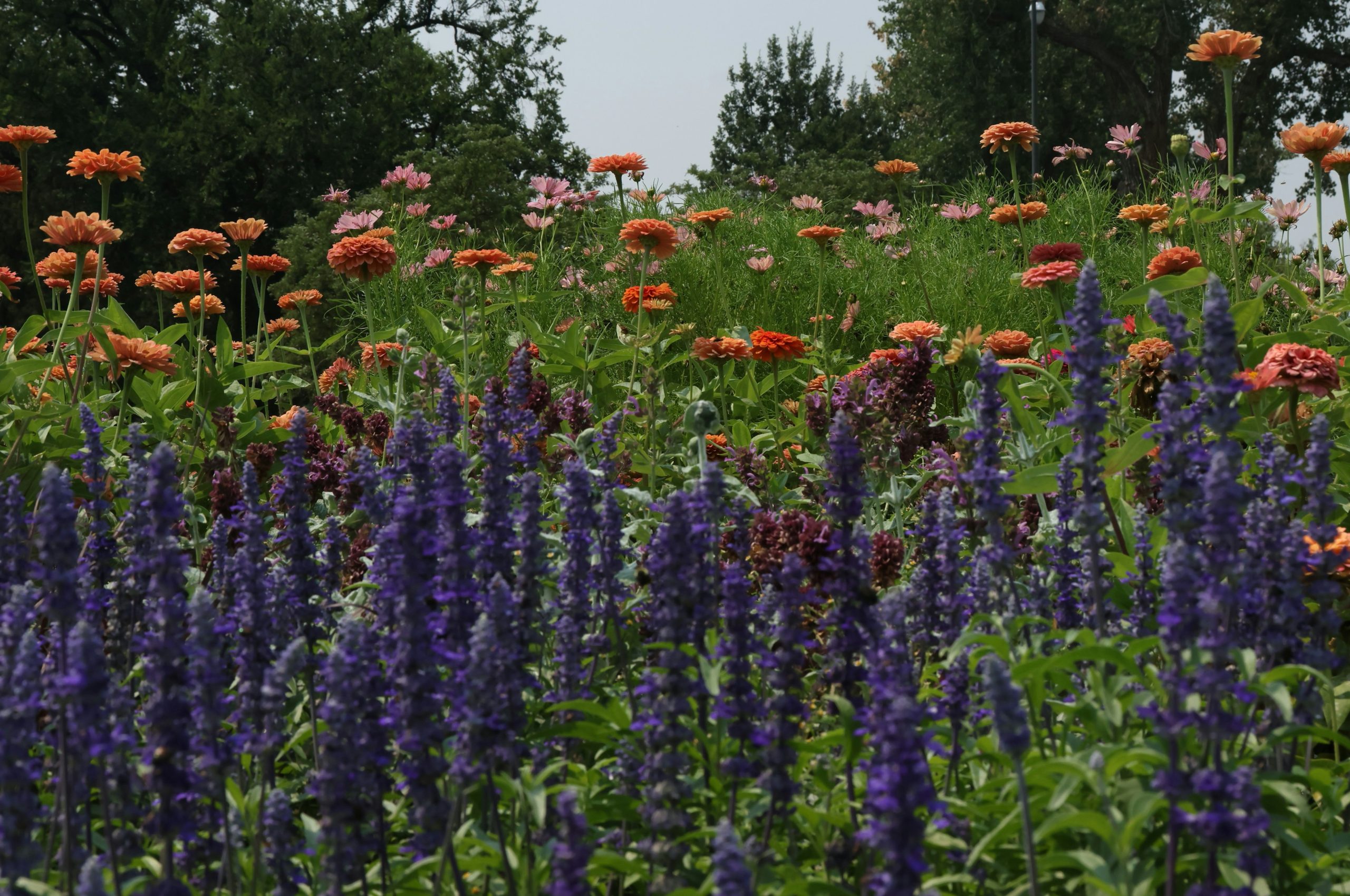 Purple flowers in foreground, orange flowers in background.