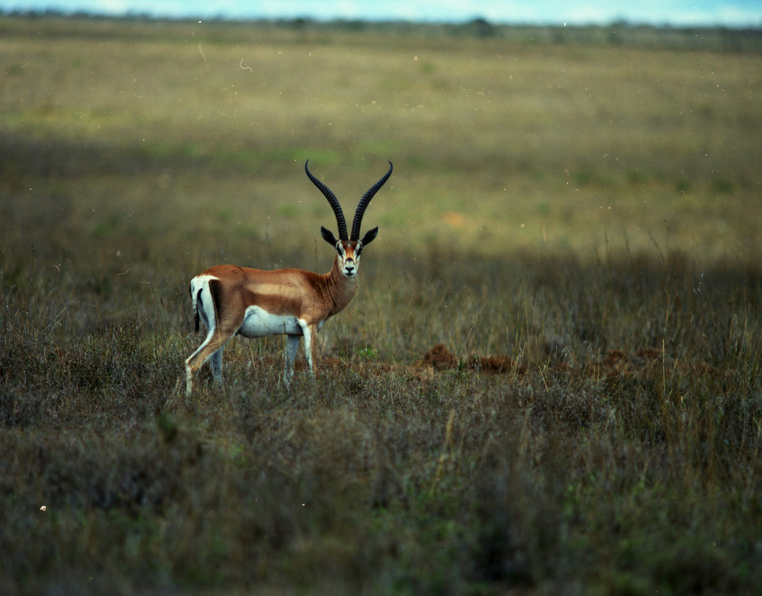 A Grant's gazelle with long curved horns standing in a dry grassy savanna.