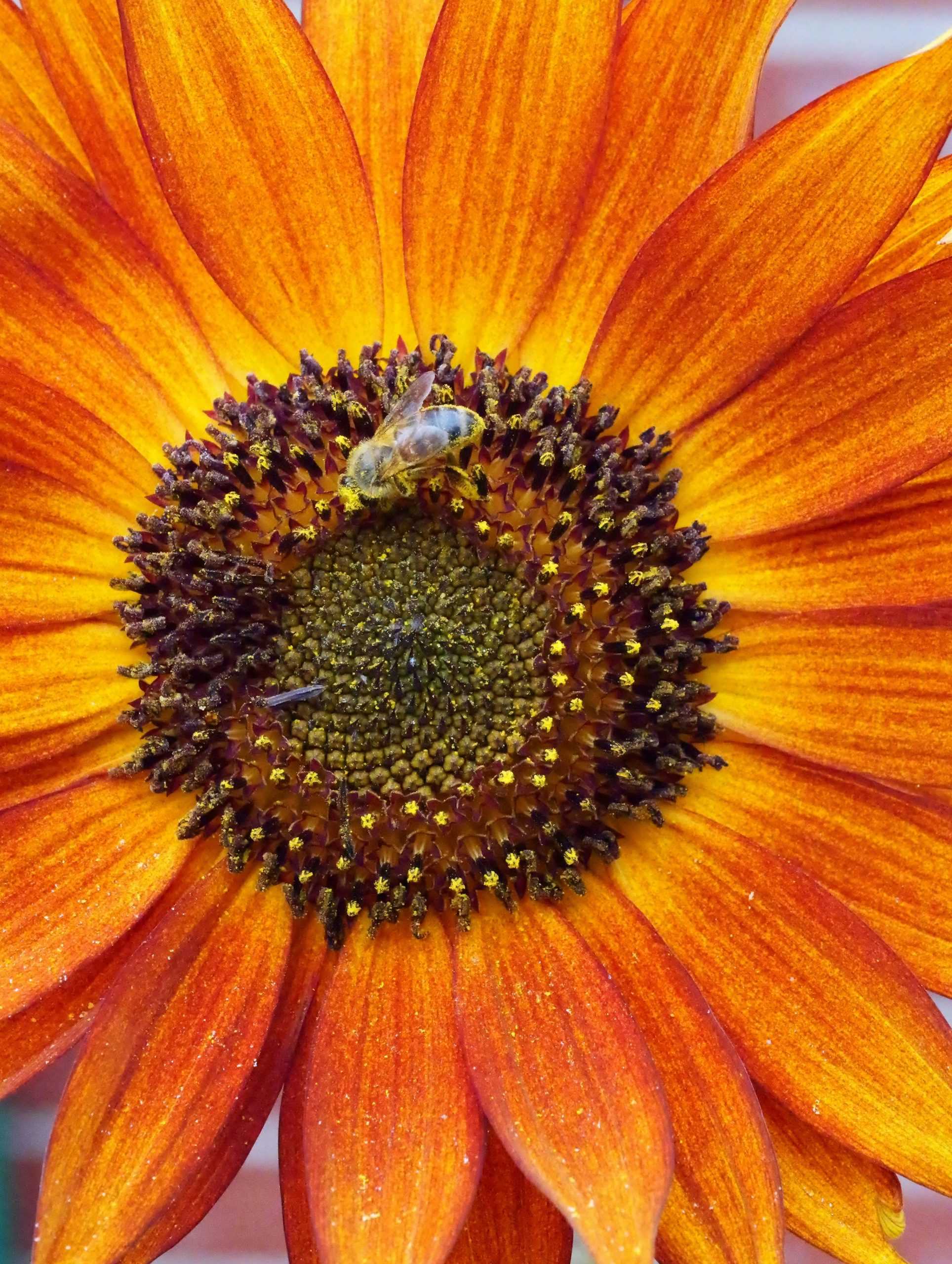 A bee pollinating a vibrant orange and yellow sunflower.
