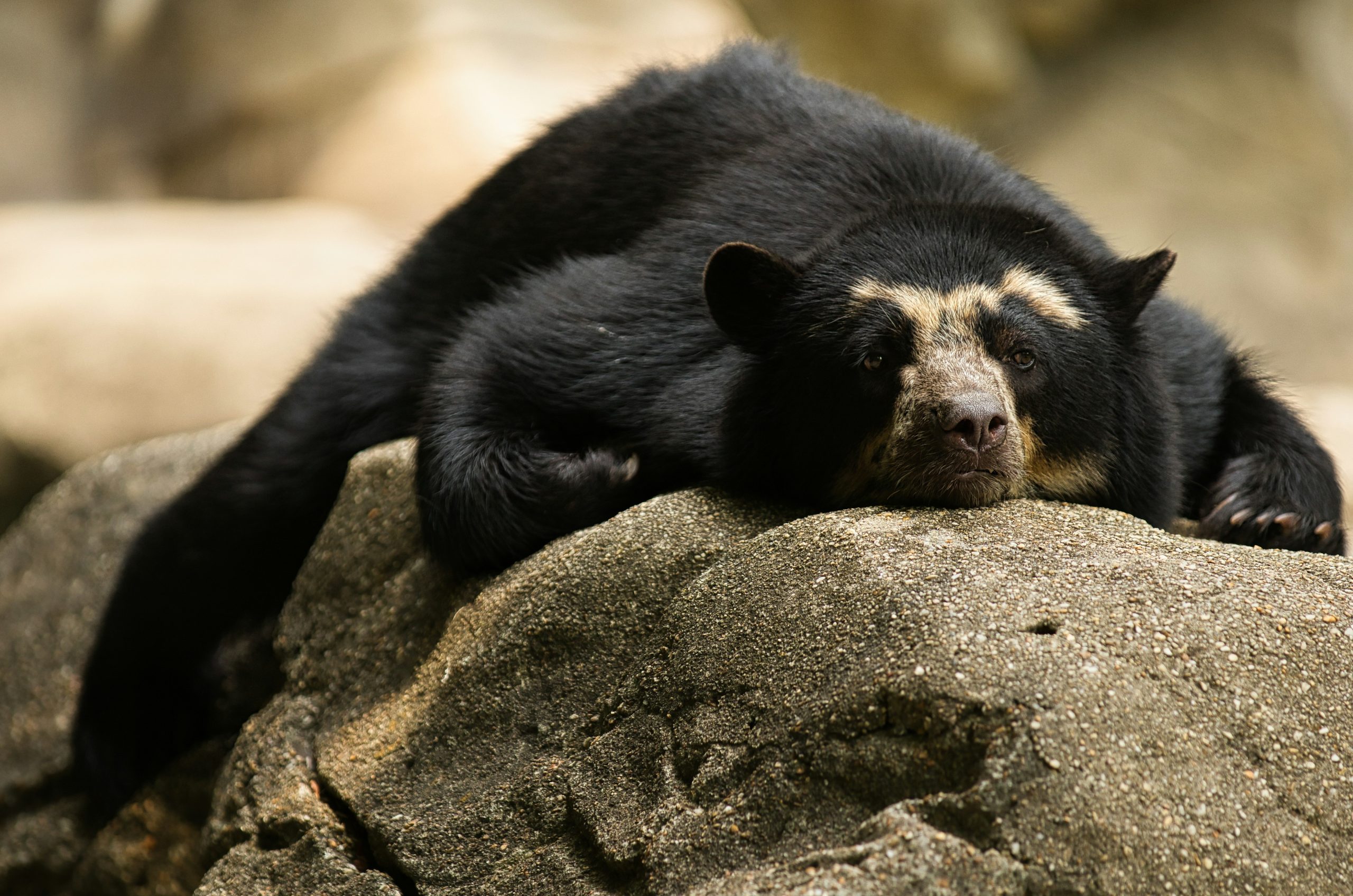 Spectacled bear with facial markings resting on rocks