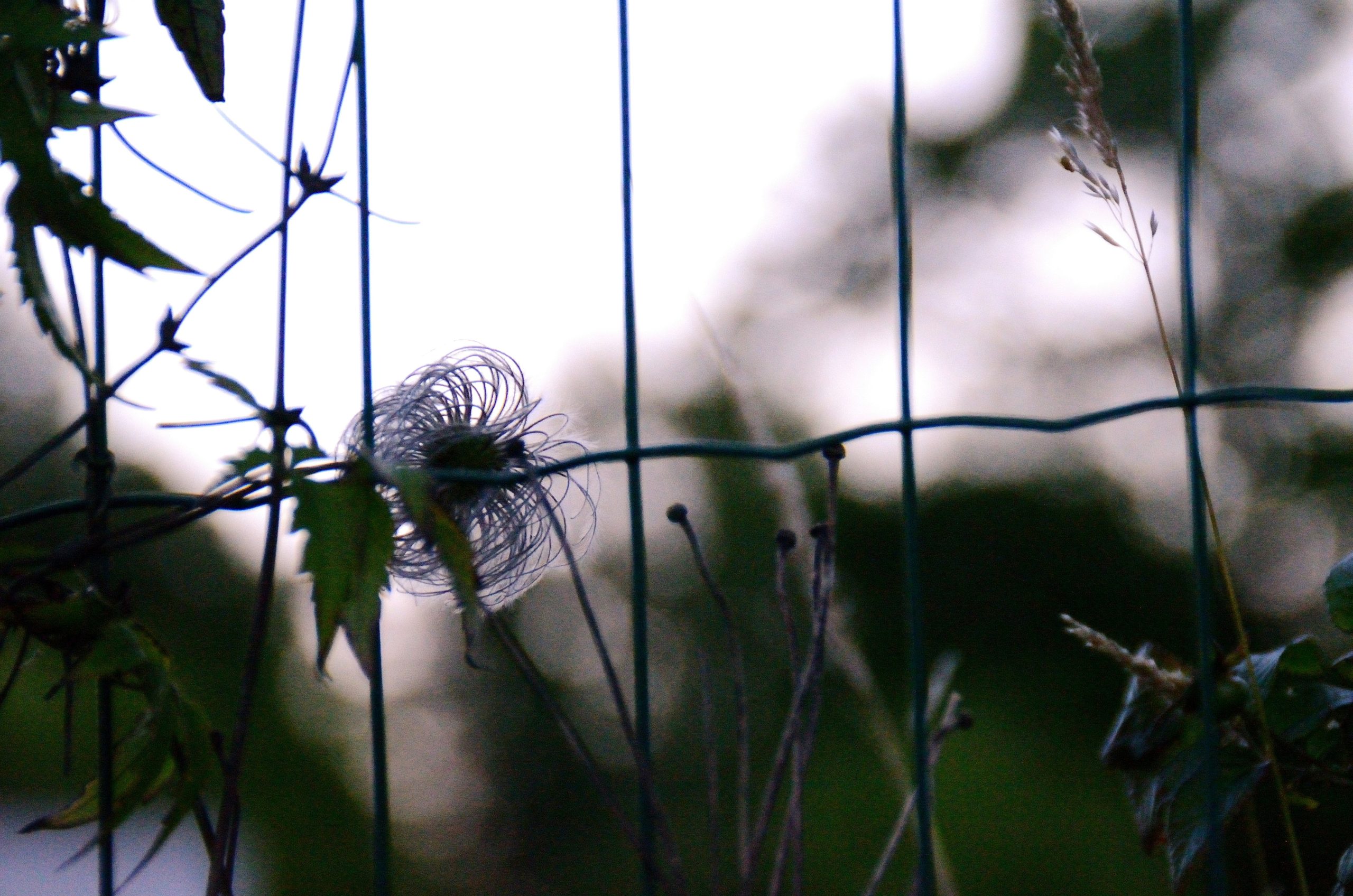 A fluffy clematis seed head clinging to a green wire garden fence.