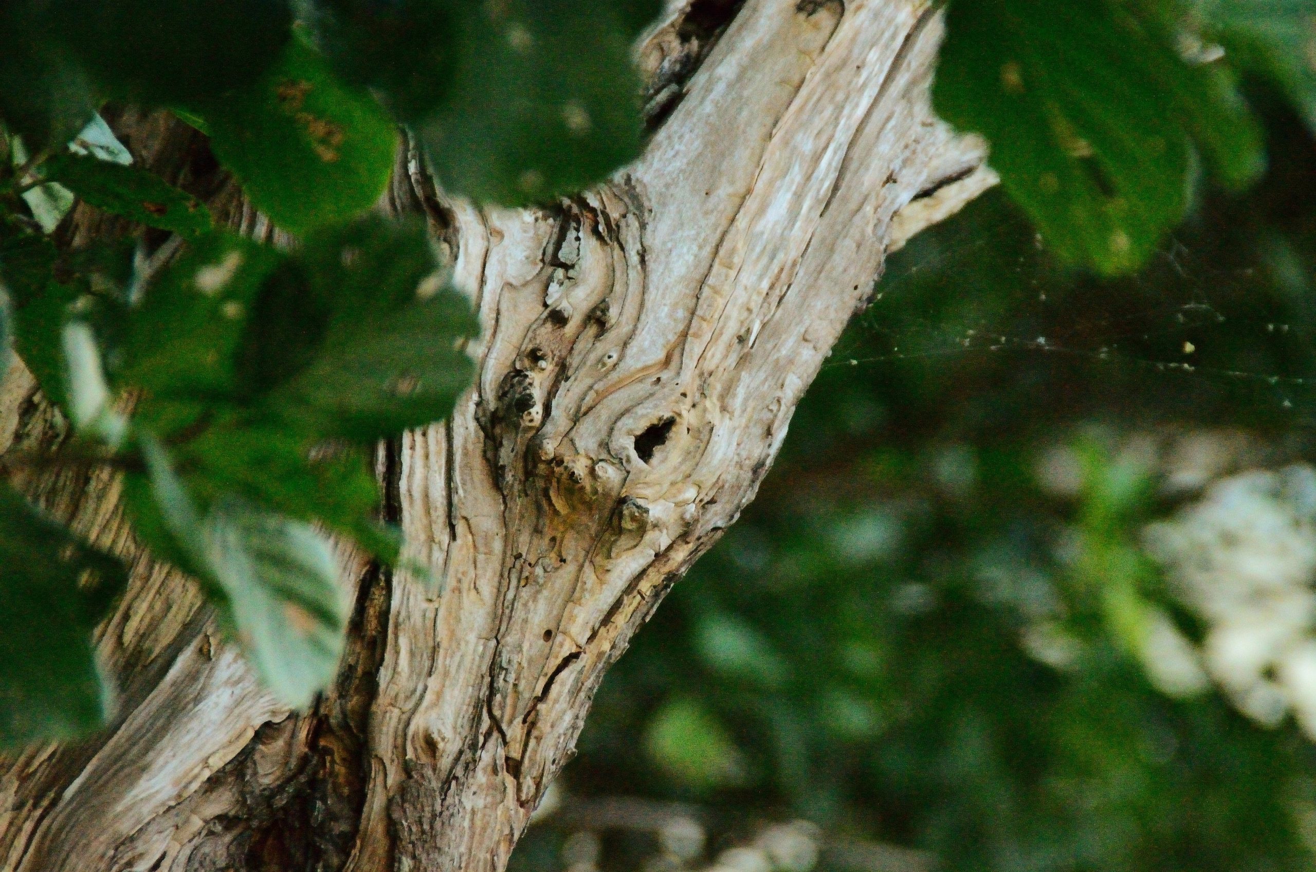 A weathered tree trunk with textured bark and a small knot hole.