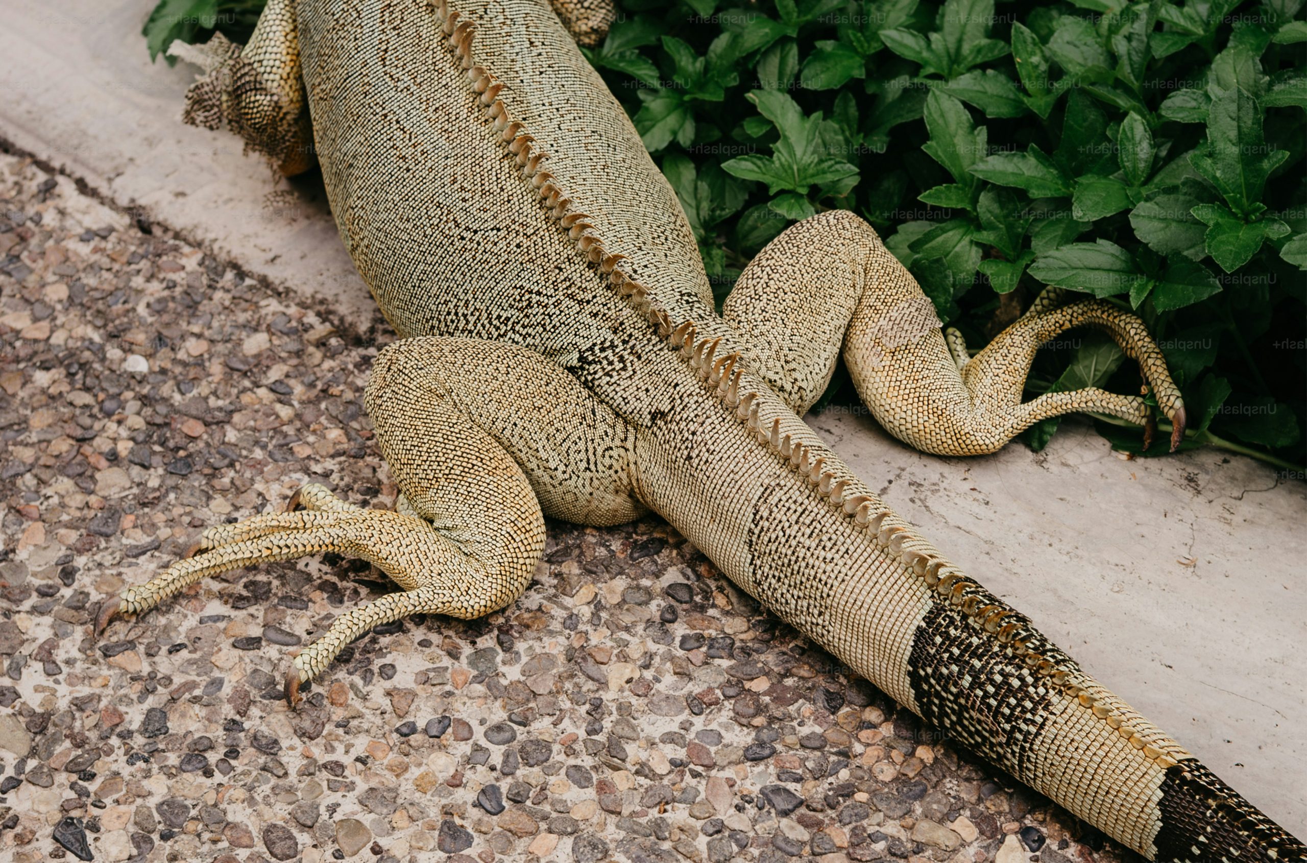 Iguana's tail and legs on textured ground