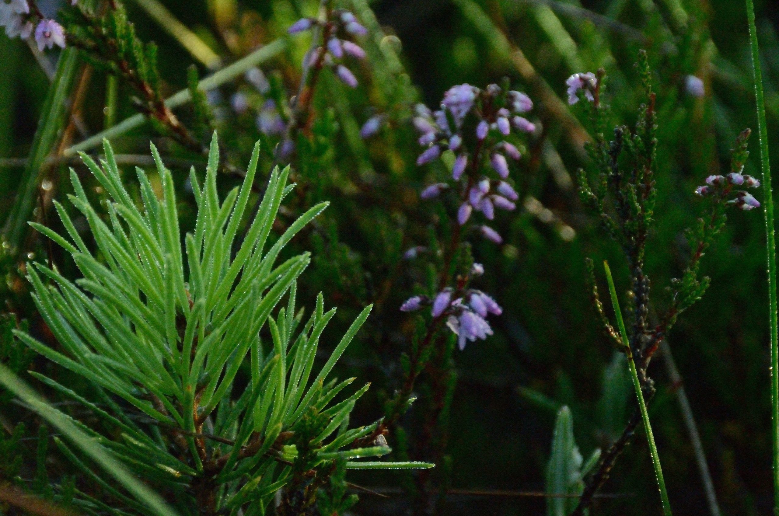 Purple heather flowers and a small green pine seedling in a forest.