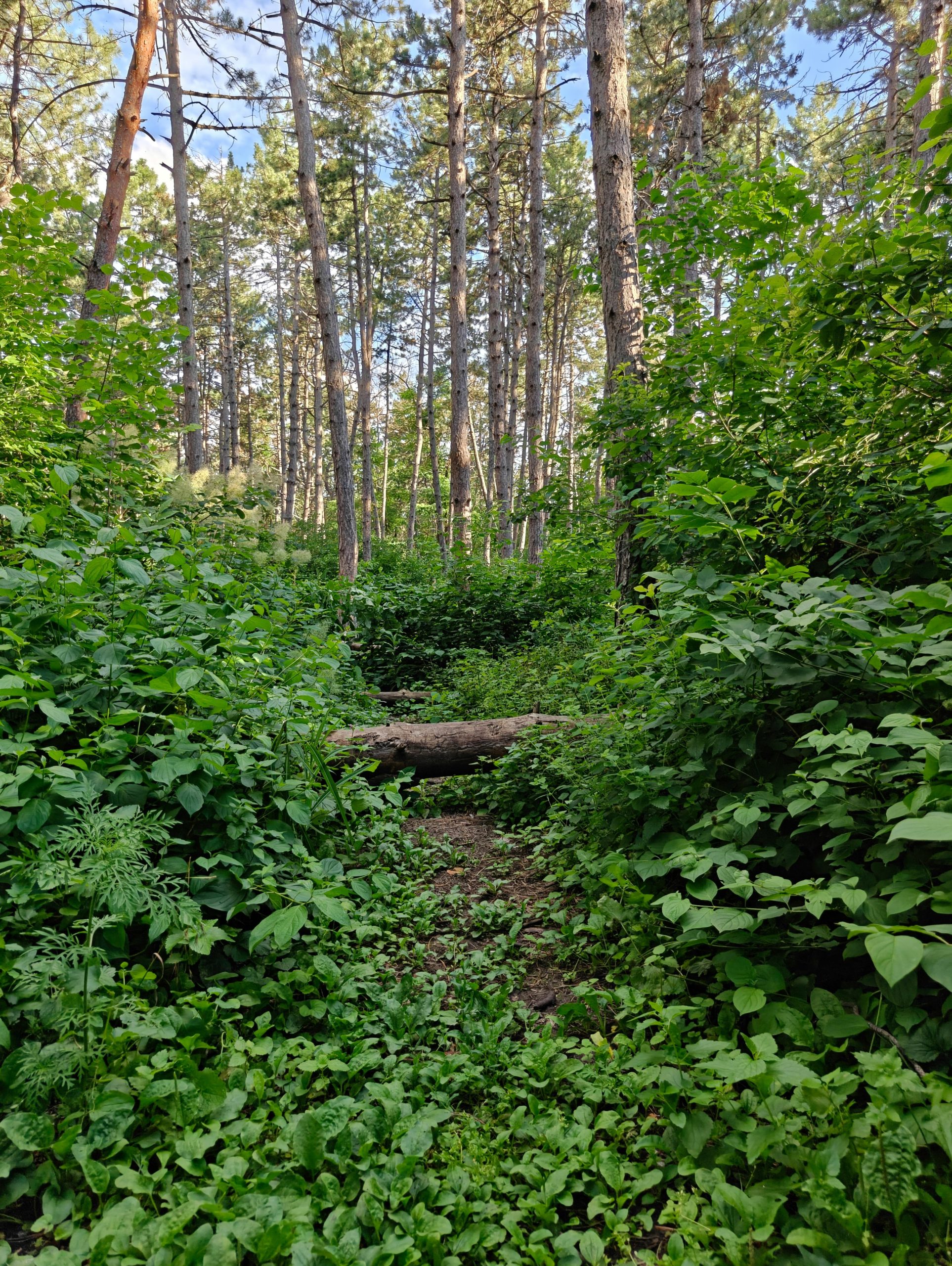 A fallen log across a narrow dirt path in a dense green forest.