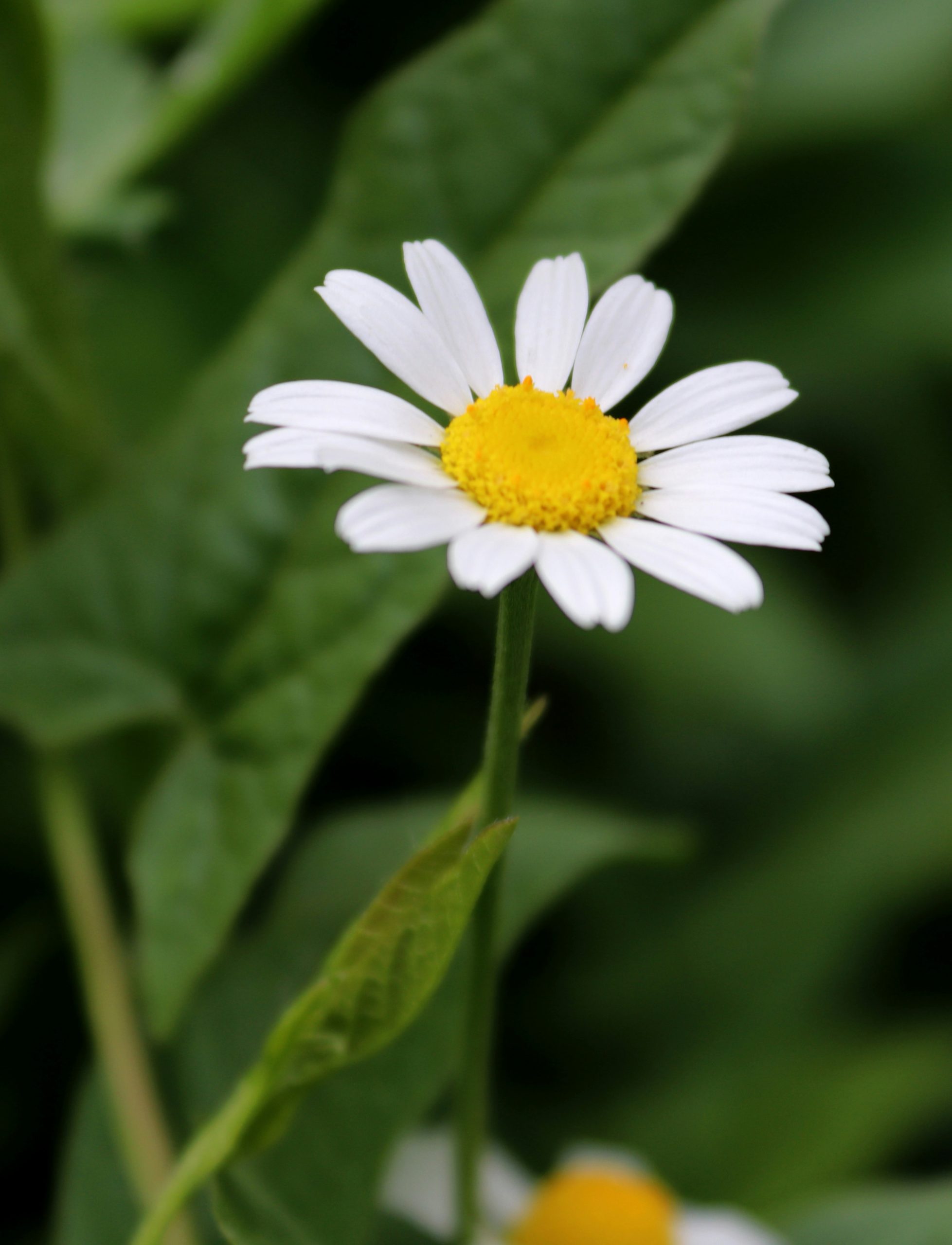 A single white daisy with a yellow center against a blurred green background.