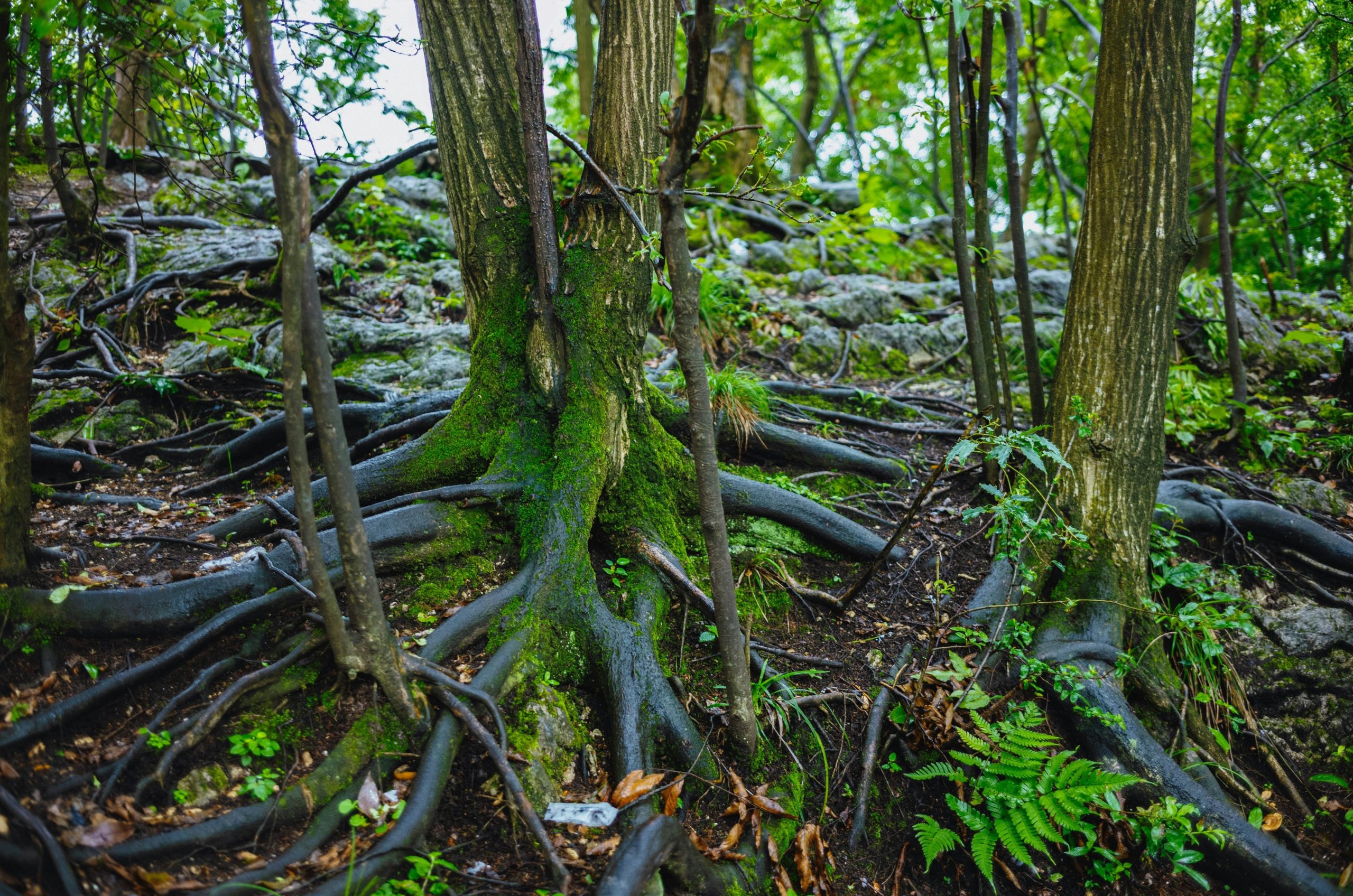 Exposed tree roots covered in green moss on a rocky forest floor.
