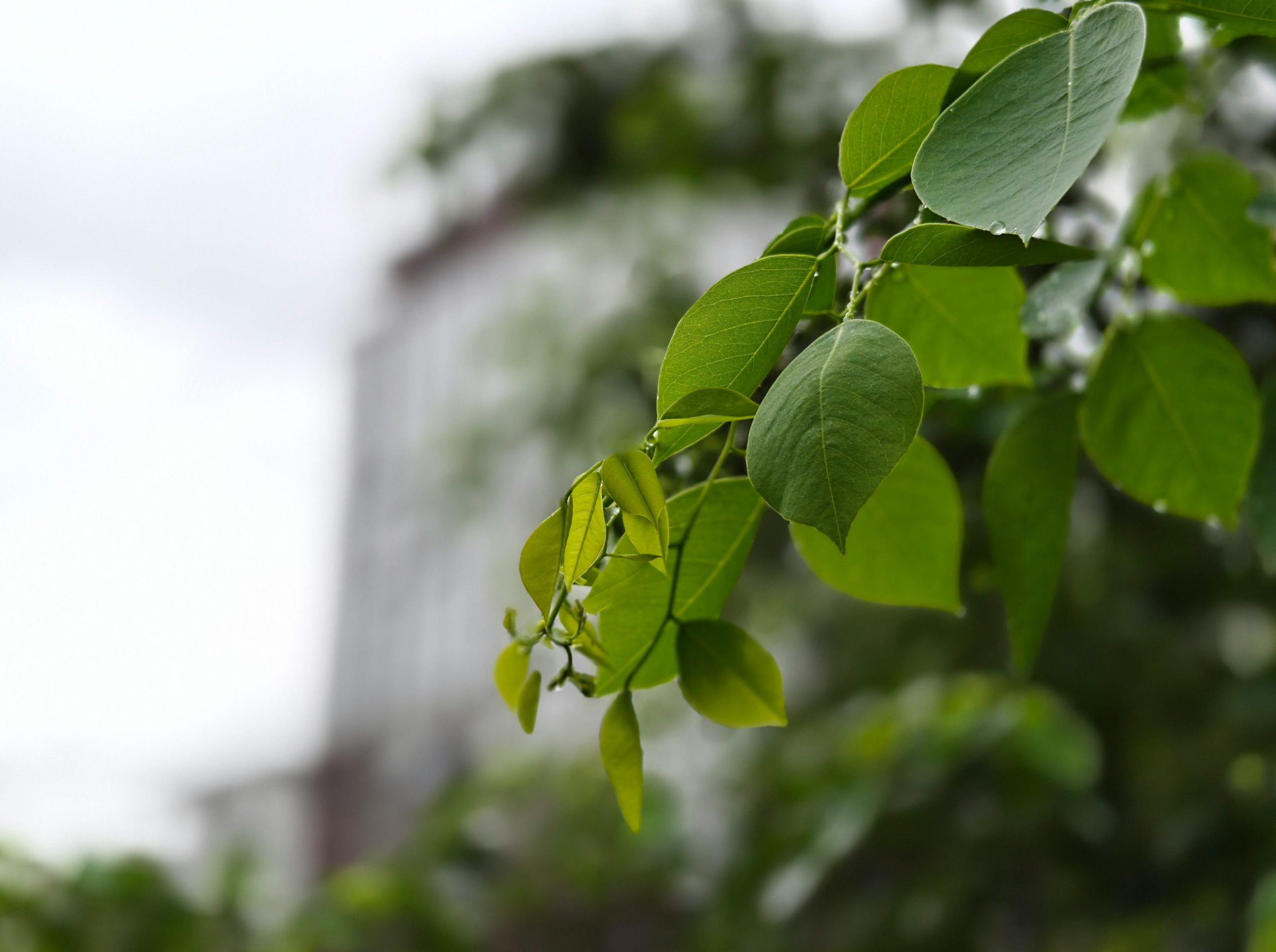 A branch of green leaves with water droplets against a blurred background.