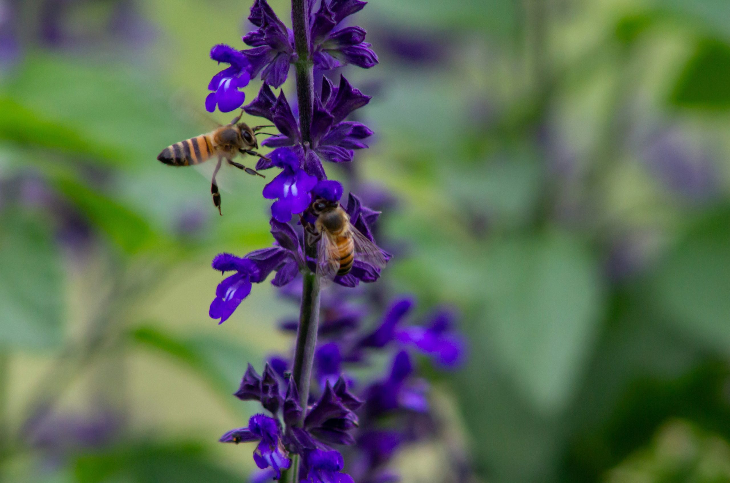 Two honey bees hovering around a vibrant purple salvia flower in a garden.