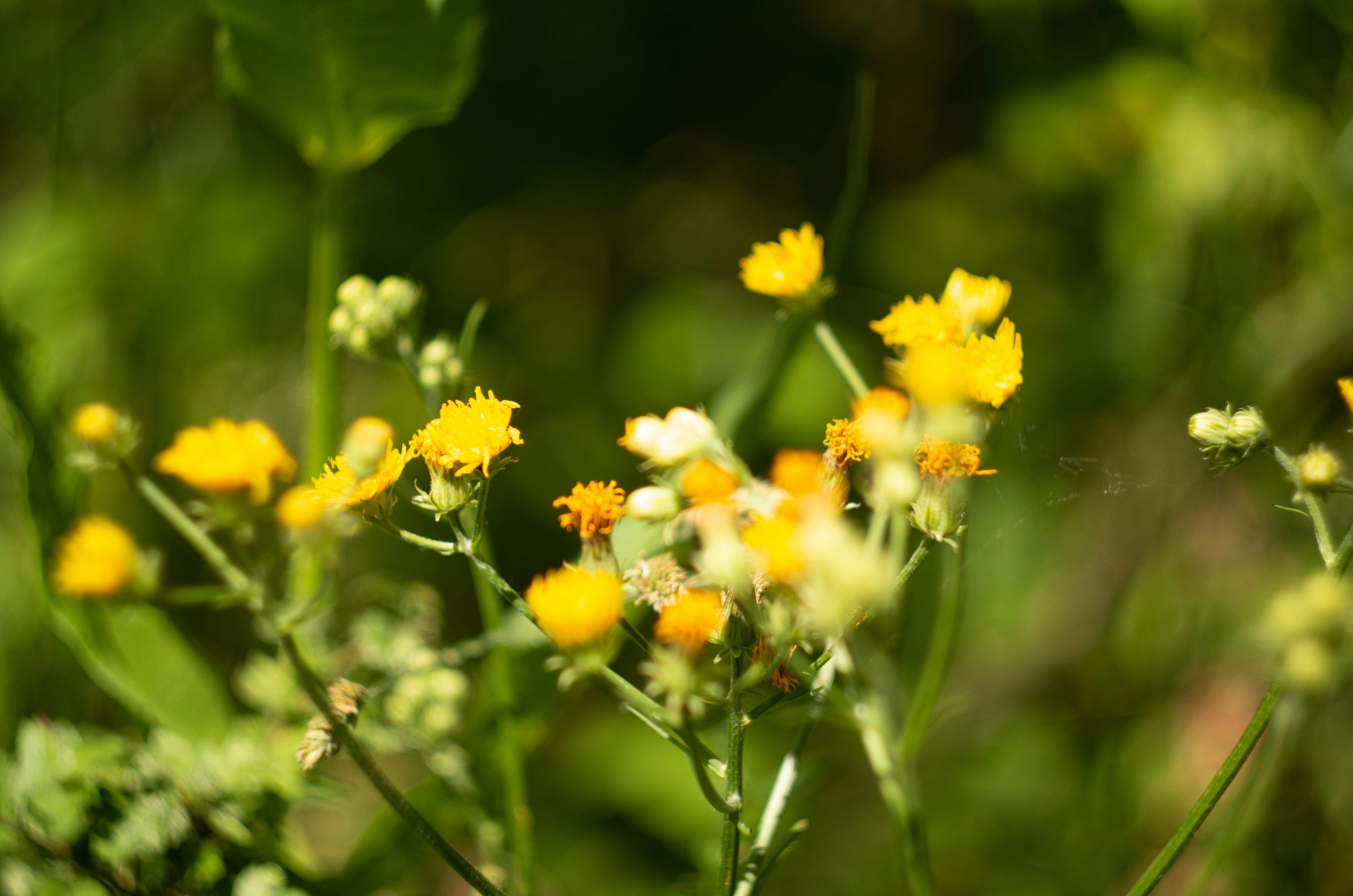Small yellow wildflowers blooming in a sunlit meadow with a soft green background.