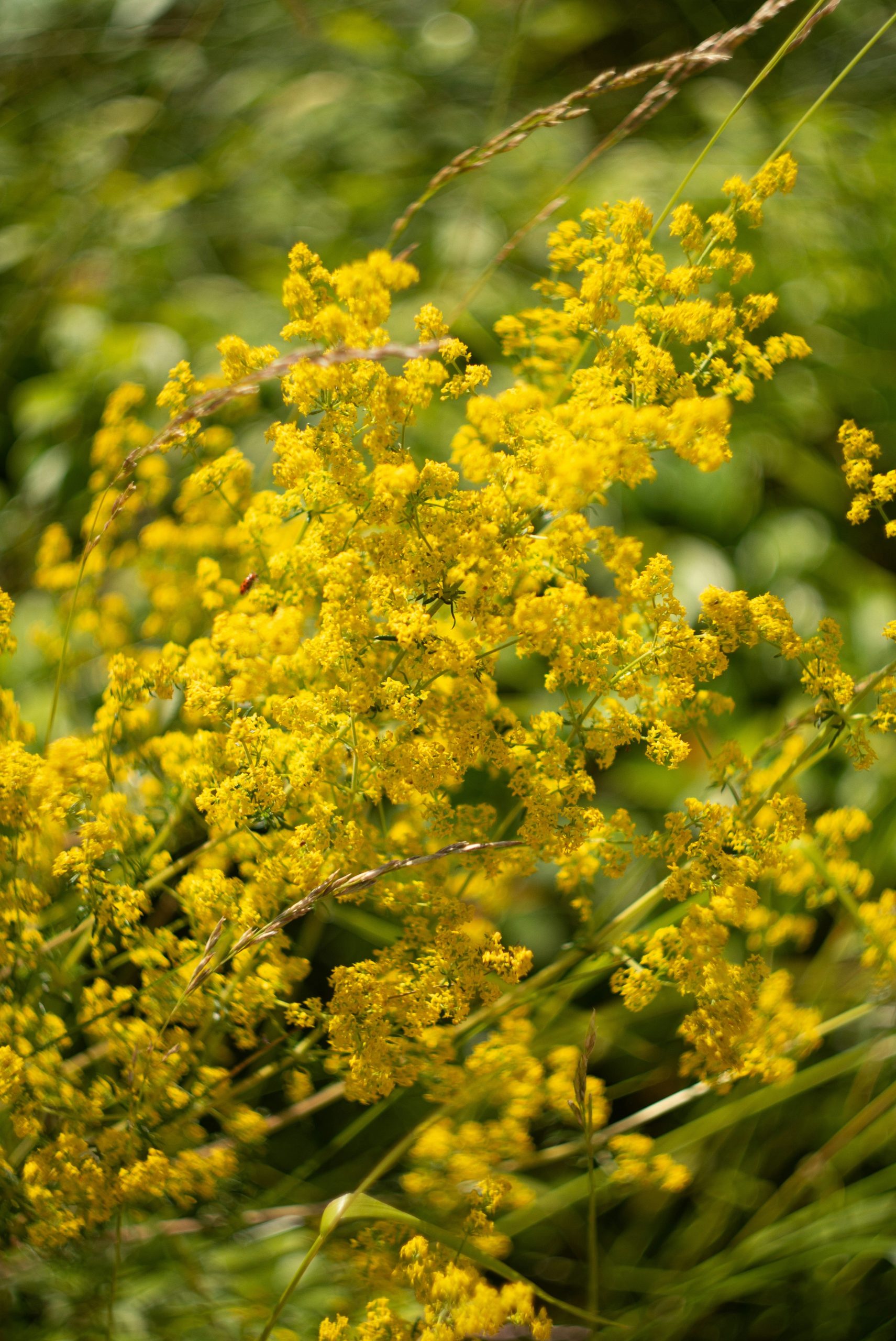 Clusters of small yellow bedstraw flowers blooming in a sunlit meadow.