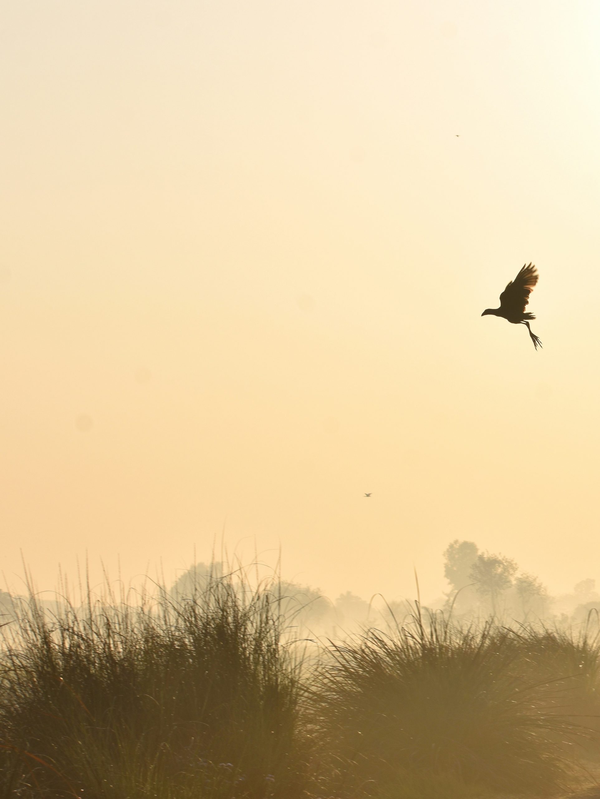 A bird in silhouette flying over misty marshland during the golden hour.