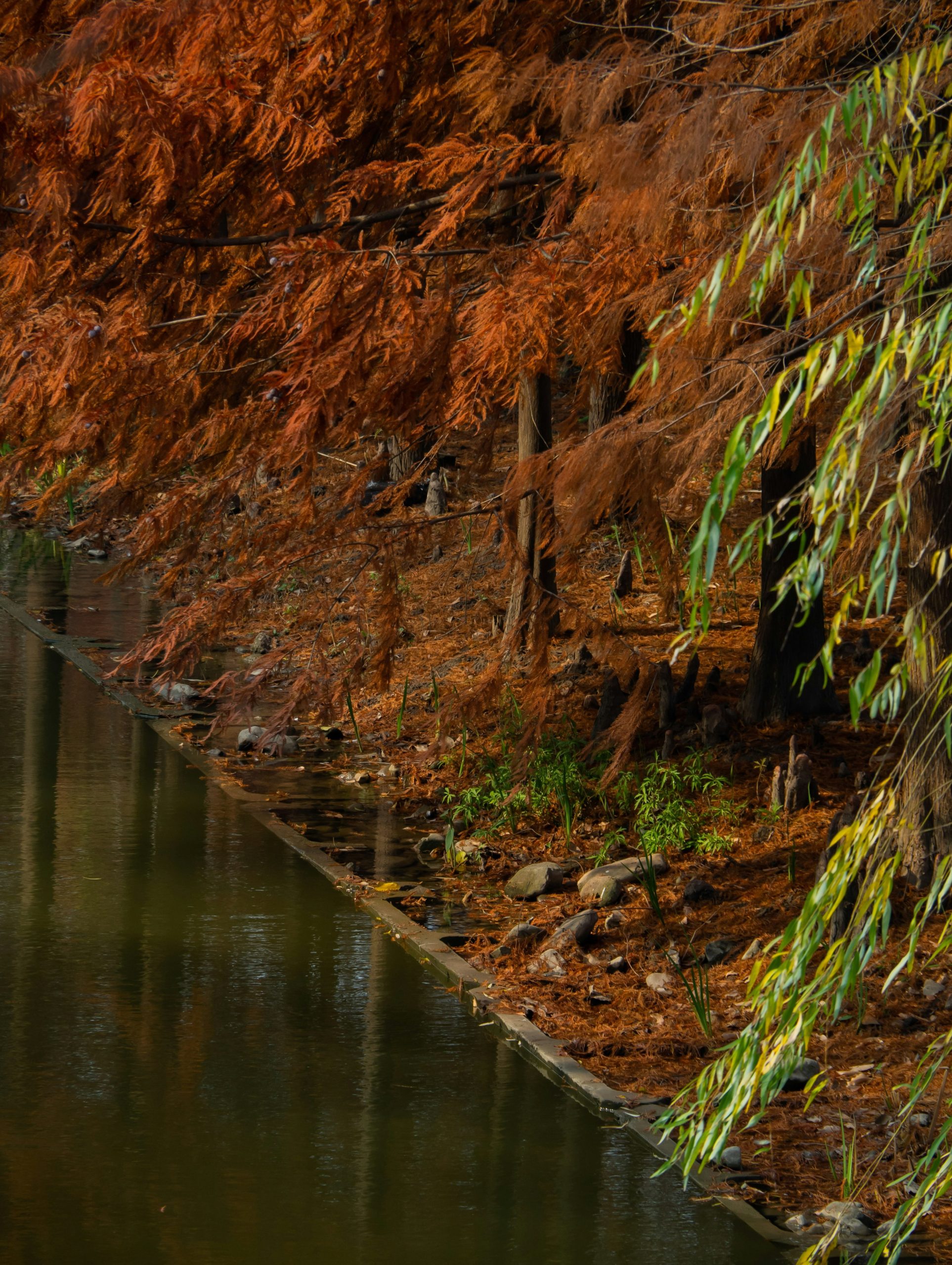 Rusty orange needles of cypress trees hanging over a calm canal.