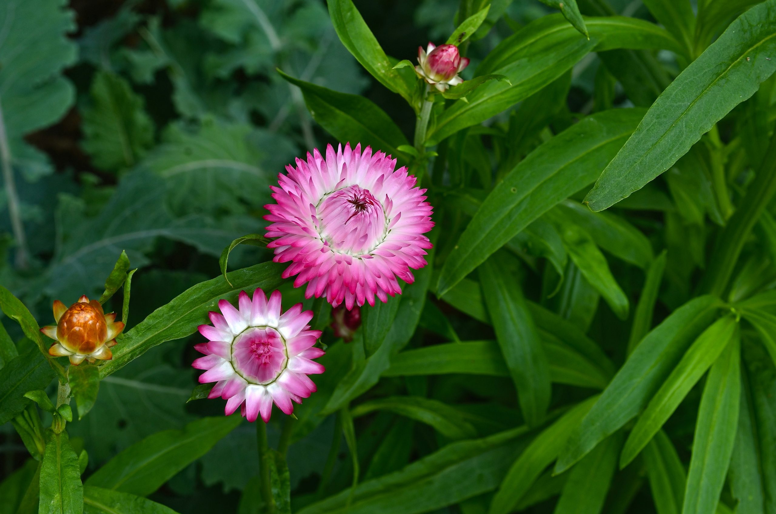 Two pink and white strawflowers blooming among green leaves in a garden.