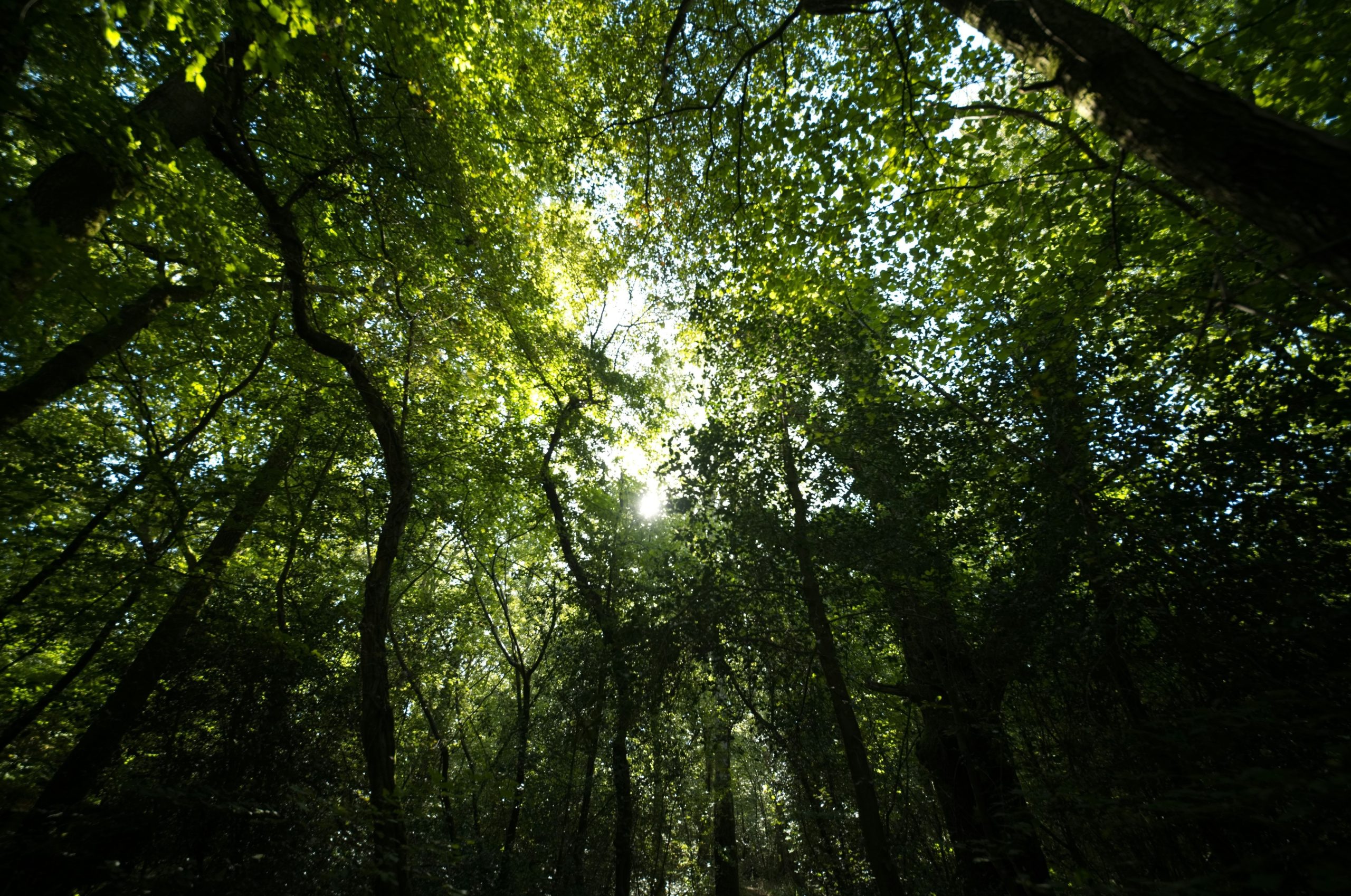 Sunlight filtering through the dense green canopy of a forest.