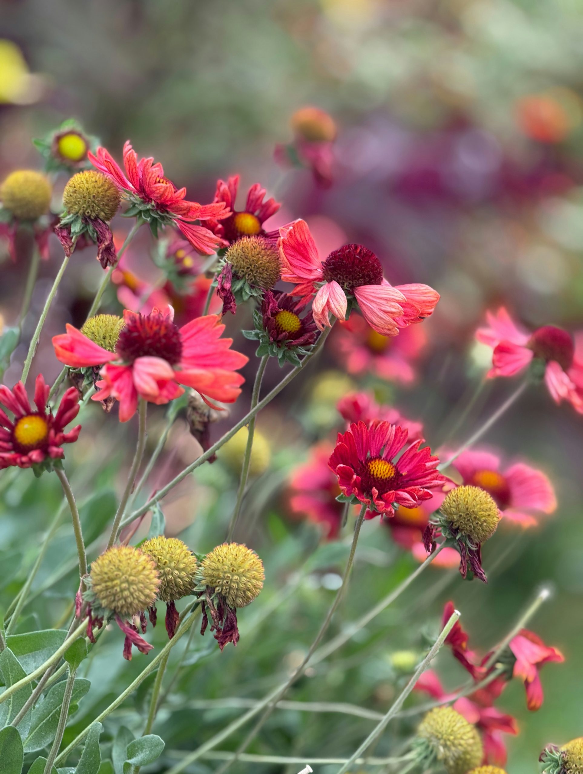 Red and yellow blanket flowers blooming in a garden with a soft bokeh background.