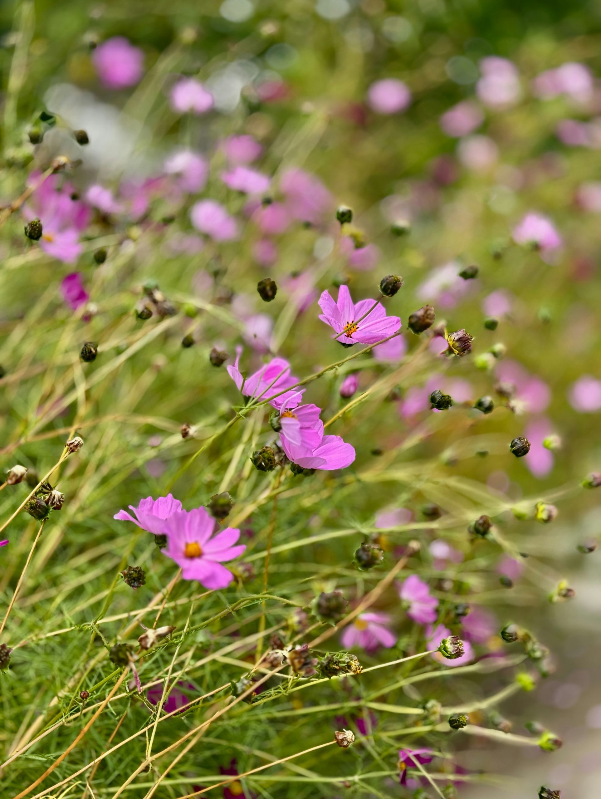 Pink cosmos flowers blooming on thin green stems in a garden.