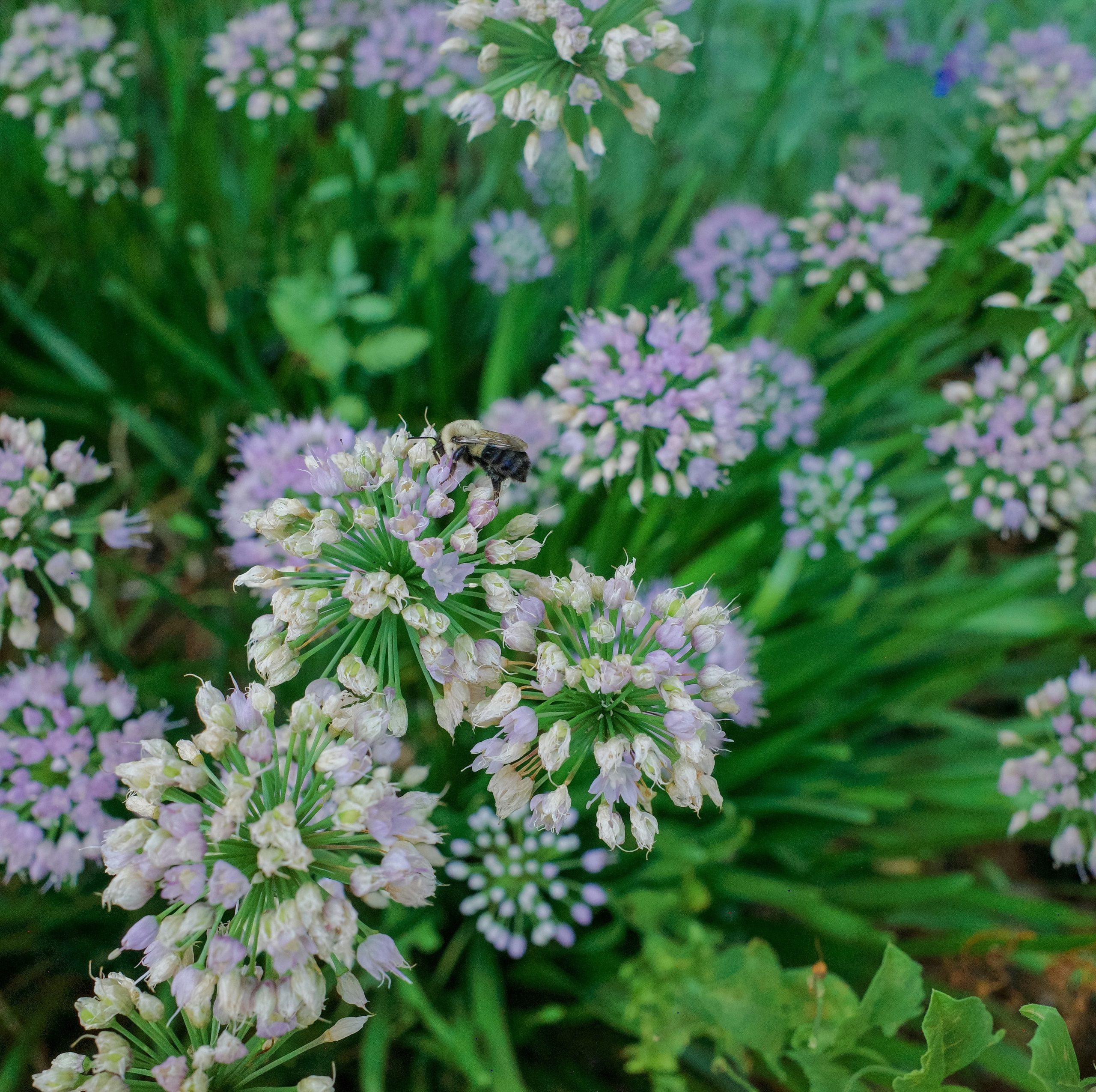 A bumblebee on a cluster of light purple allium flowers in a garden.
