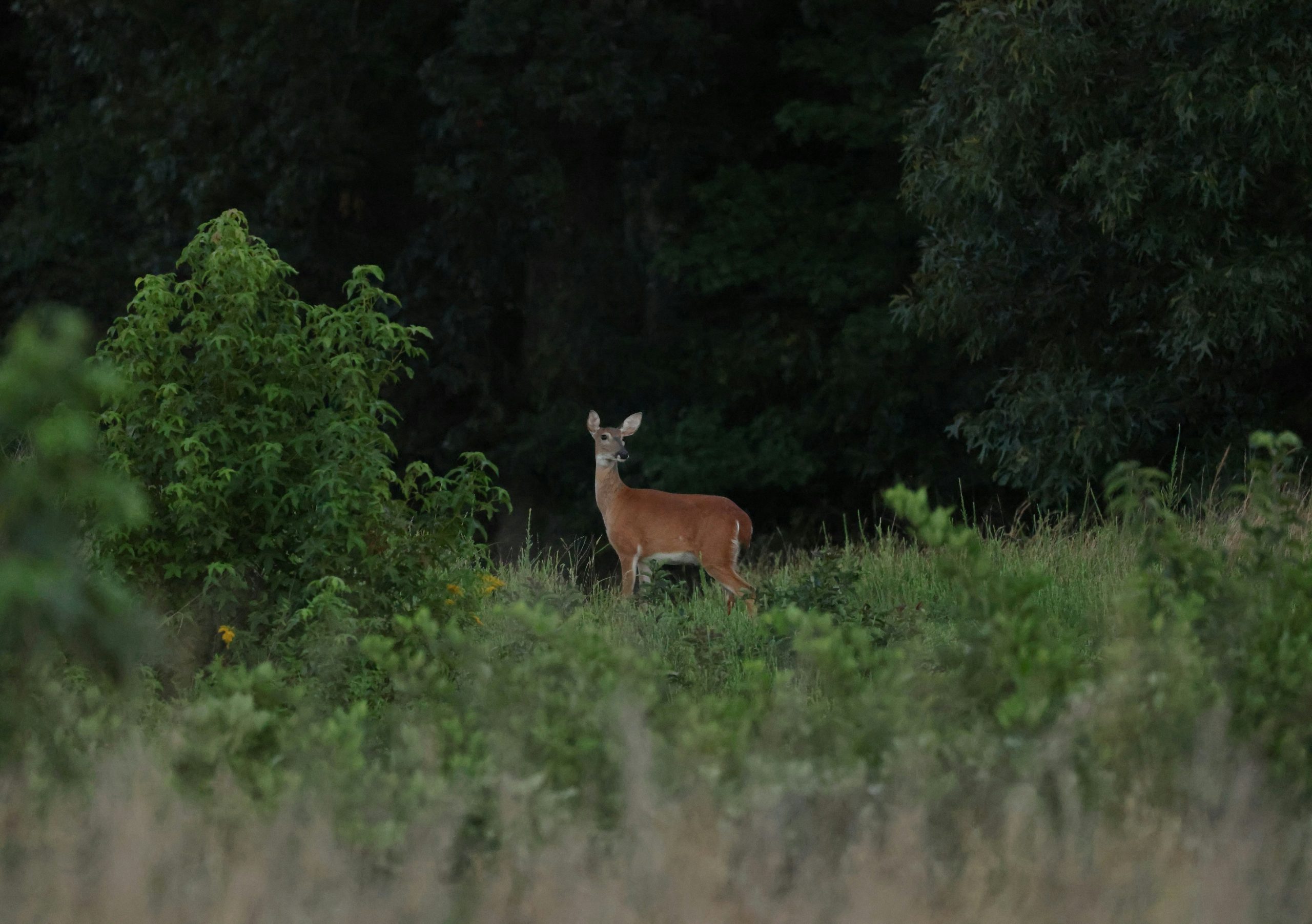 A white-tailed deer in a grassy meadow at the edge of a dark forest.