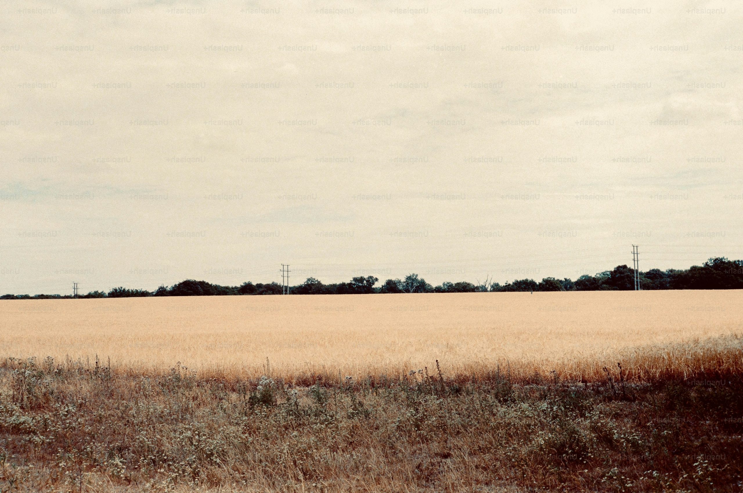 A golden wheat field under a pale overcast sky with distant trees.